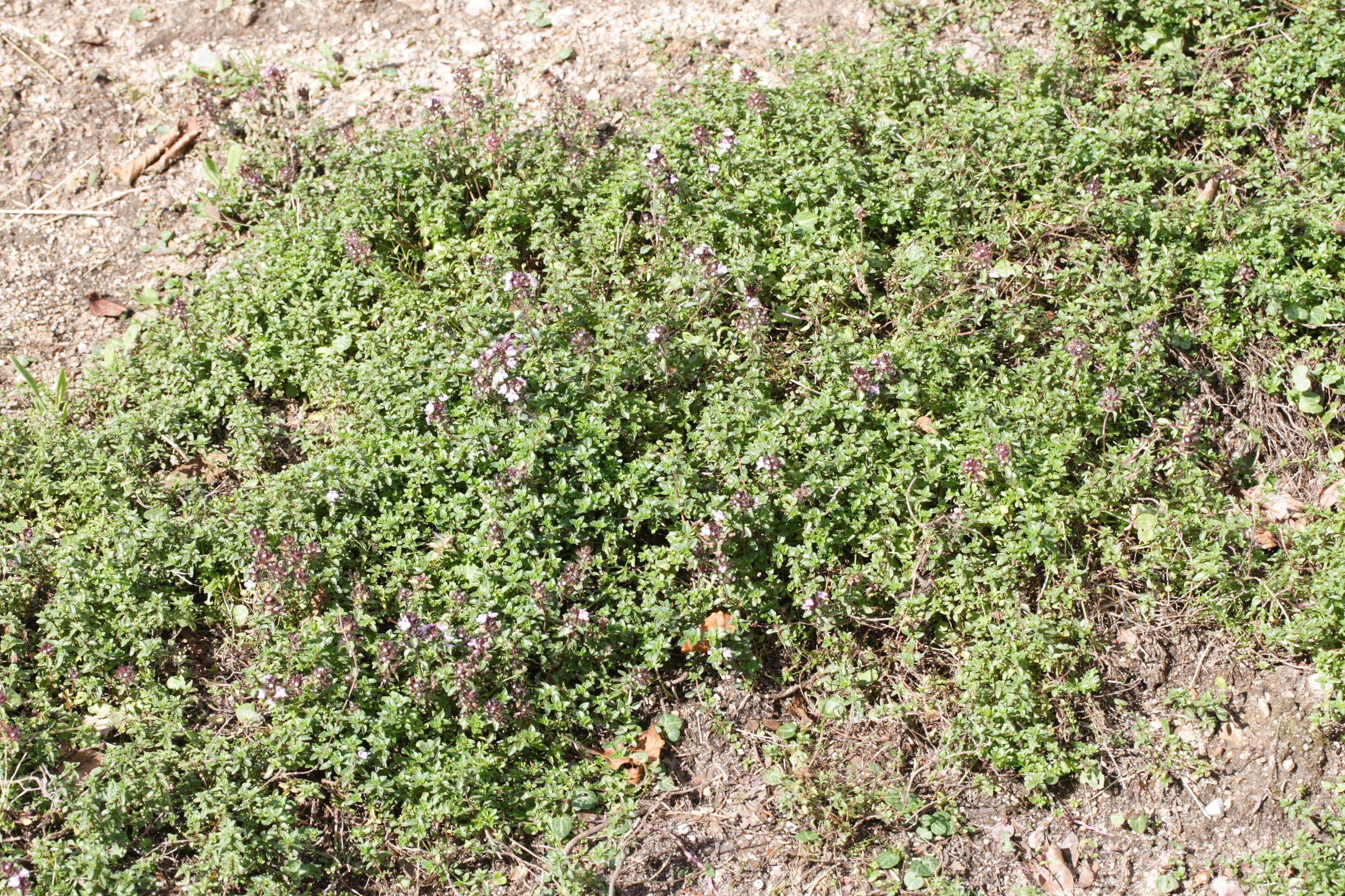 thymus_herba-barona1md