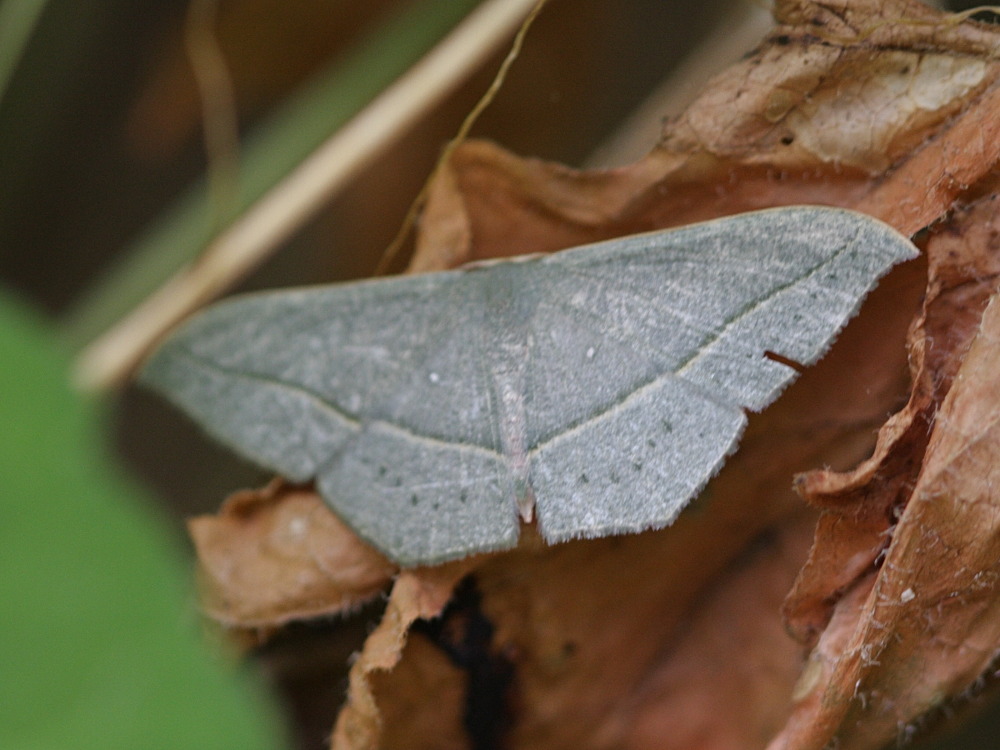 traminda_obversata_atroviridata1bd