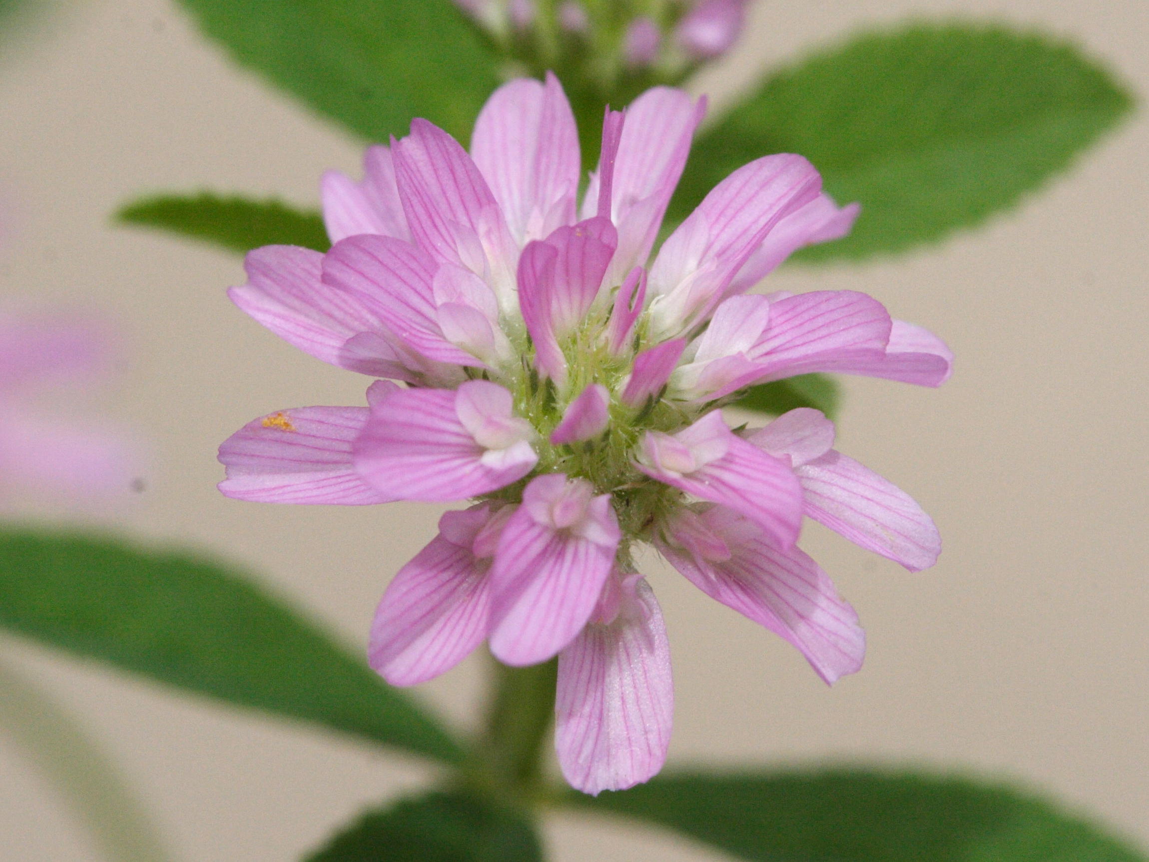 Afficher le média trifolium_resupinatum2md trifolium_resupinatum2md