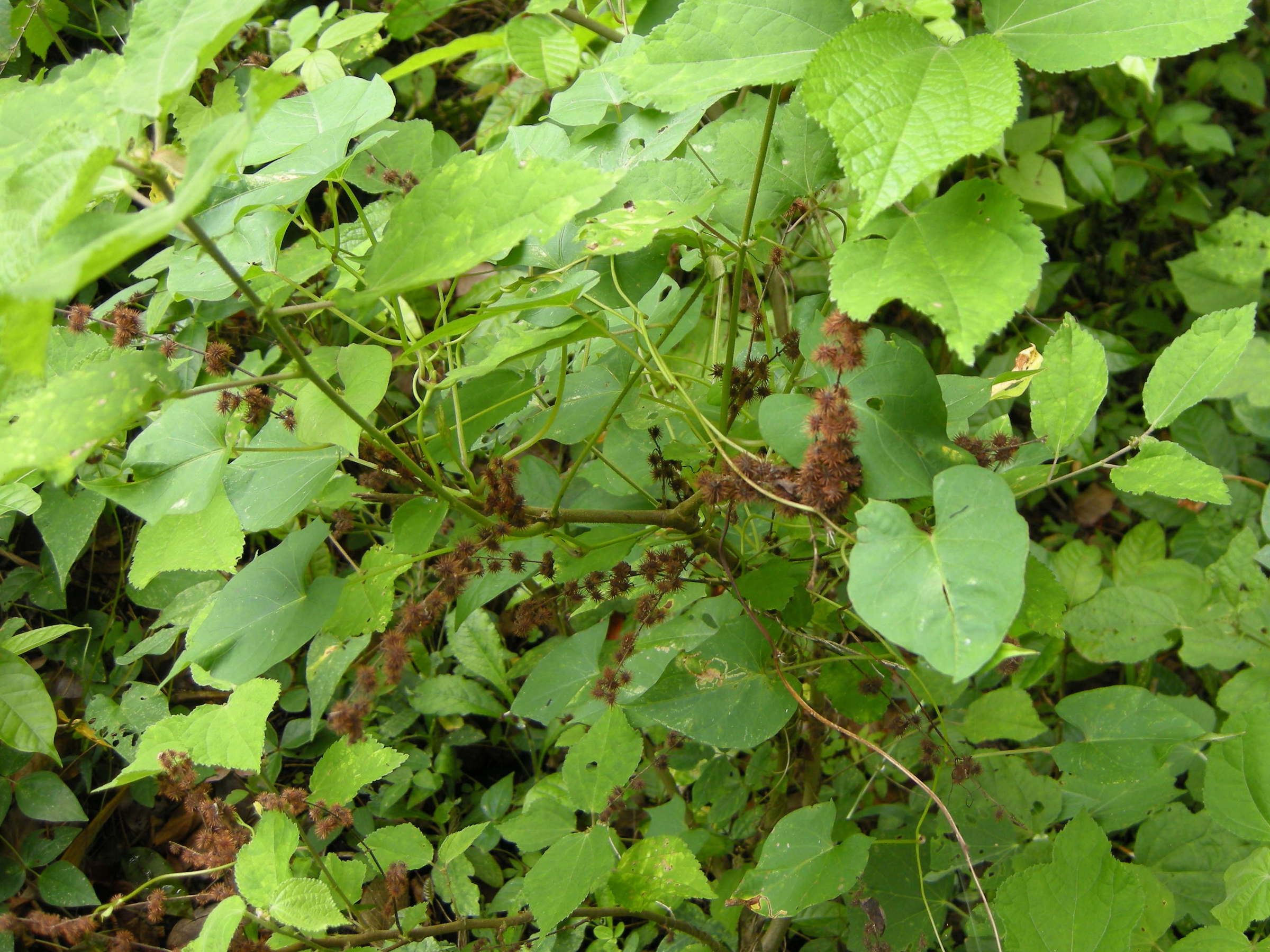 triumfetta_lappula3md