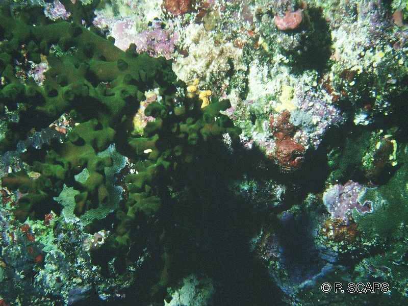 tubastrea_micrantha1ps