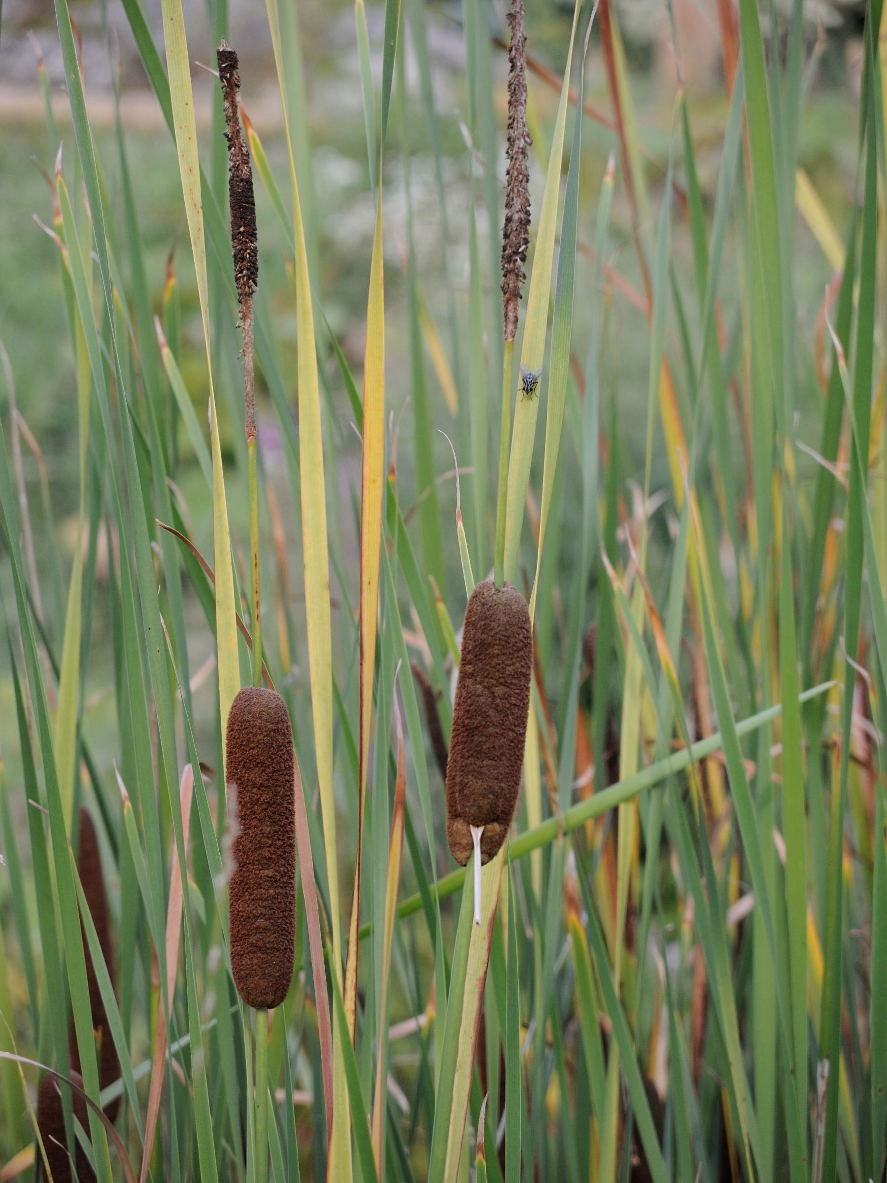 Afficher le média typha_angustifolia3md typha_angustifolia3md