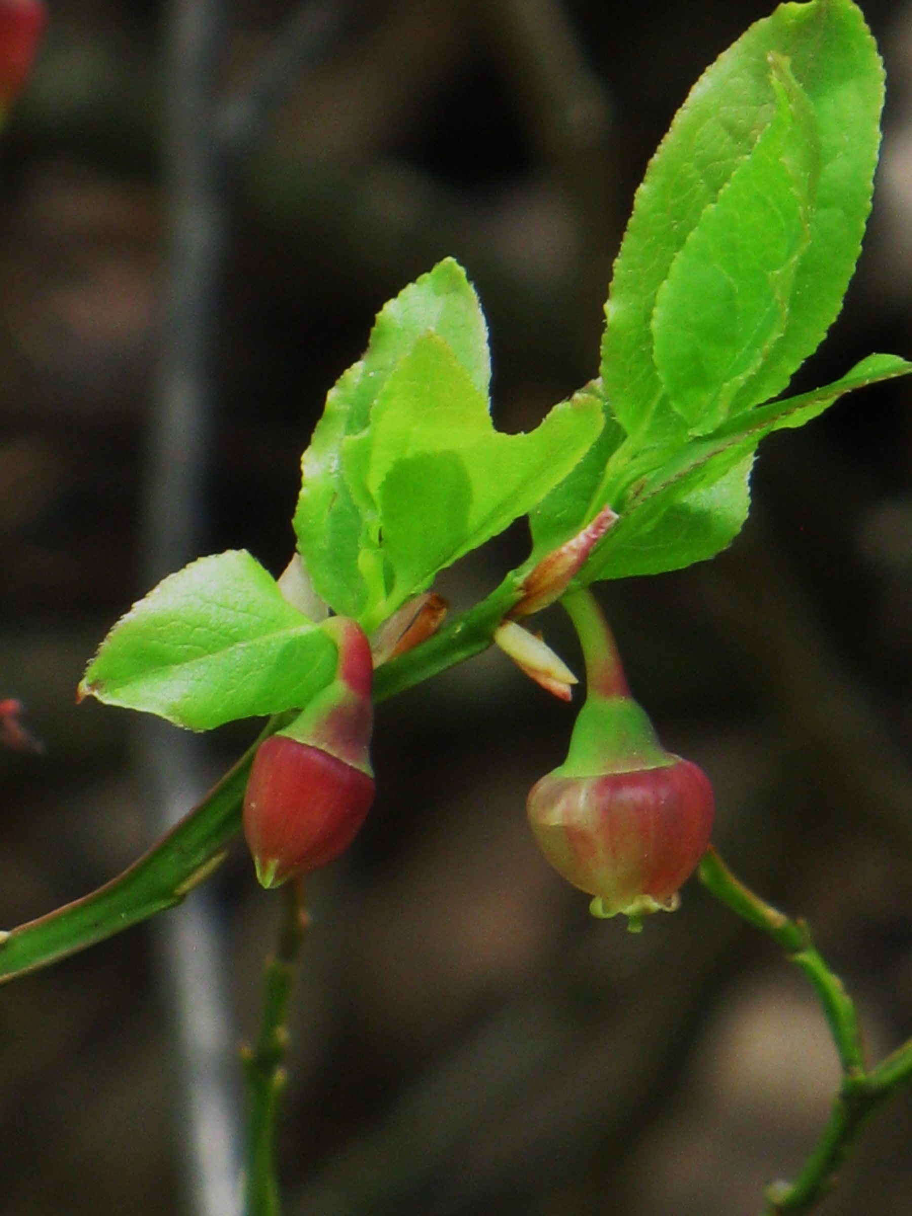 Afficher le média vaccinium_myrtillus6mv vaccinium_myrtillus6mv