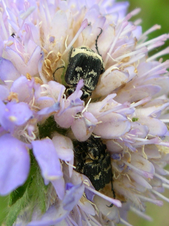 valgus_hemipterus1md