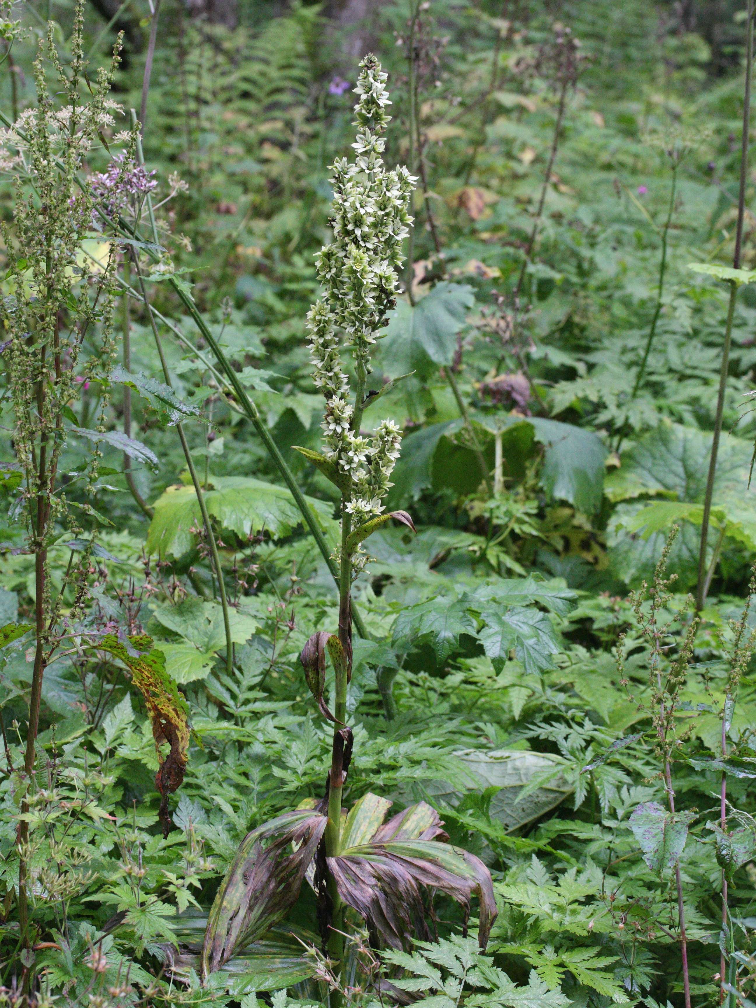 Afficher le média veratrum_album1bmd veratrum_album1bmd