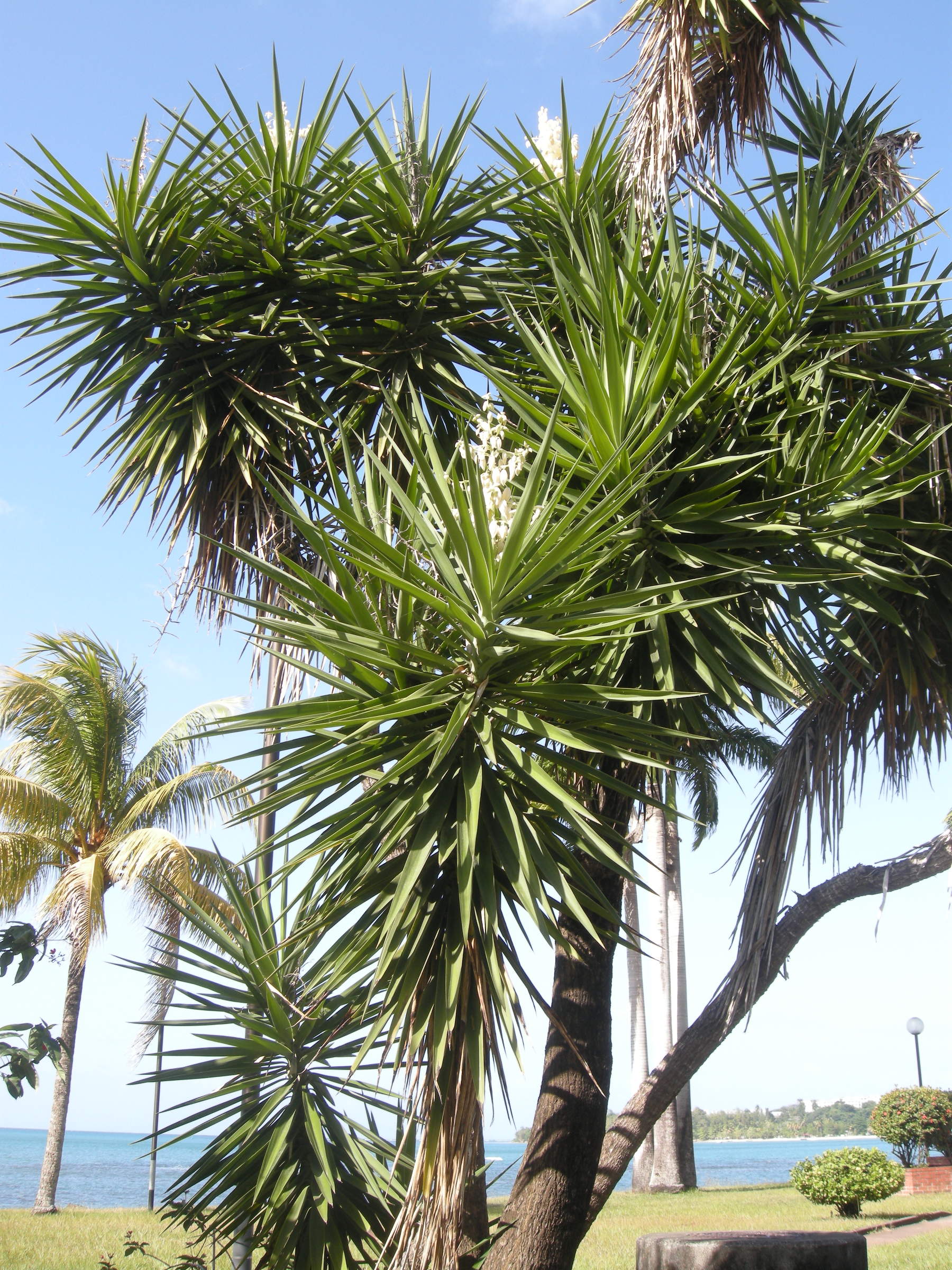 yucca_gigantea3bmd