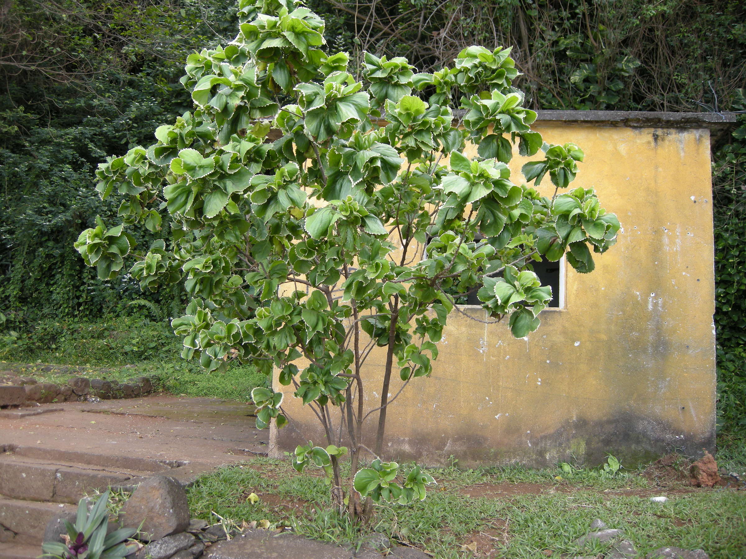 acalypha_wilkesiana1md