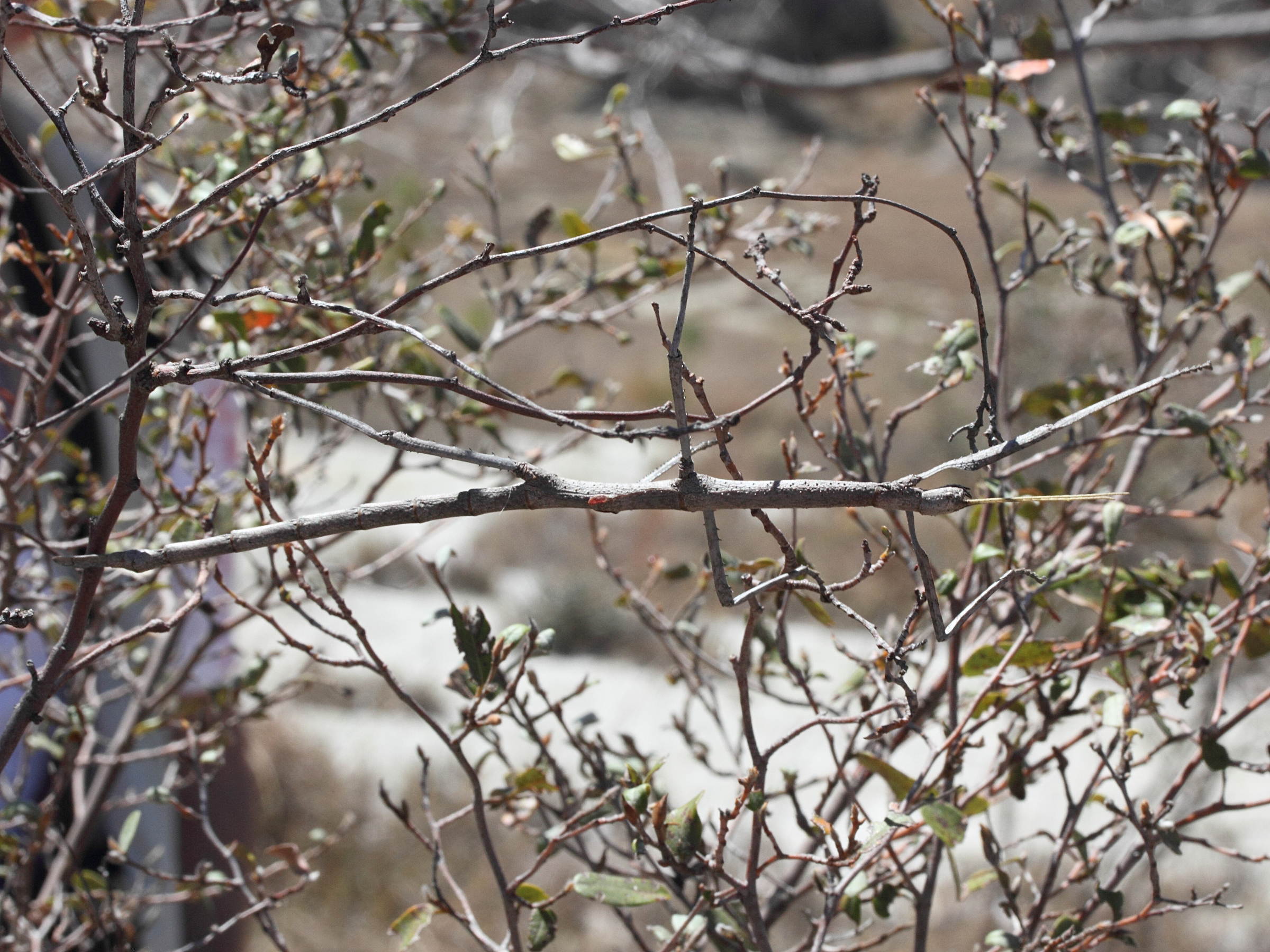 achrioptera_impennis3md