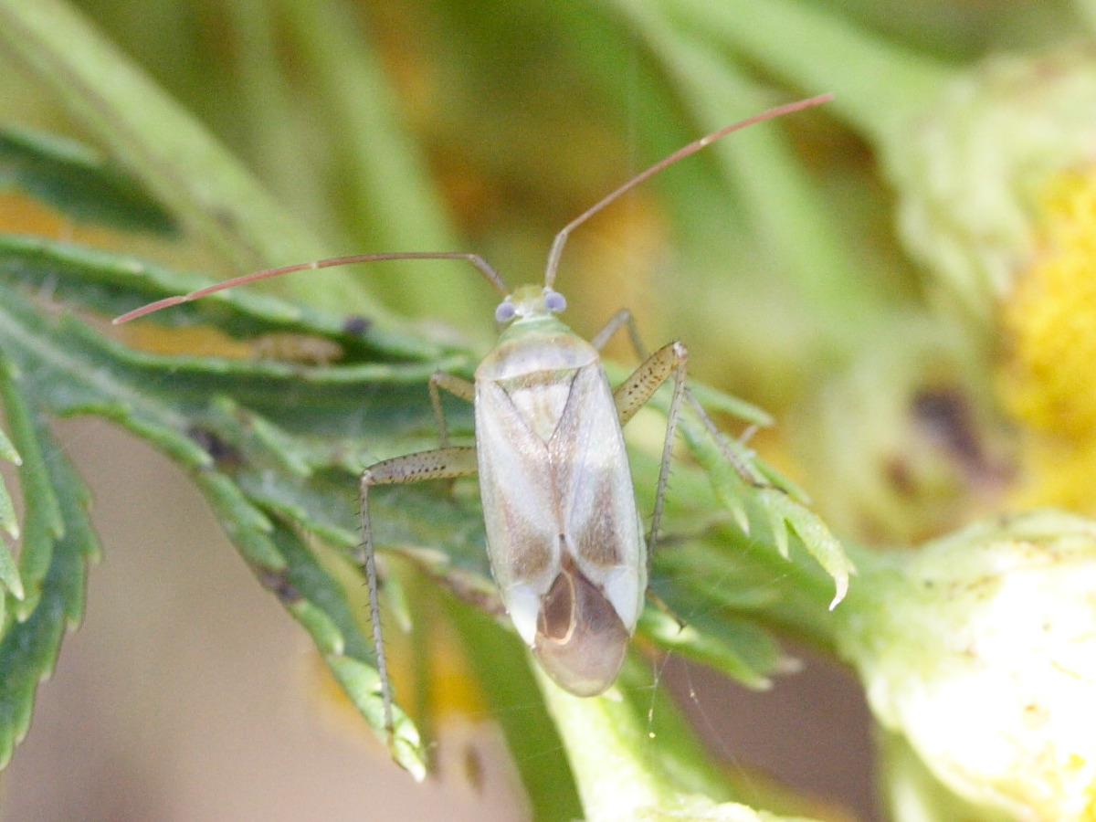 Afficher le média adelphocoris_lineolatus3md adelphocoris_lineolatus3md