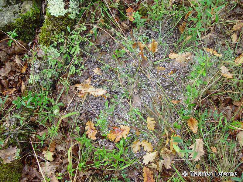 agelena_graciliens3ml