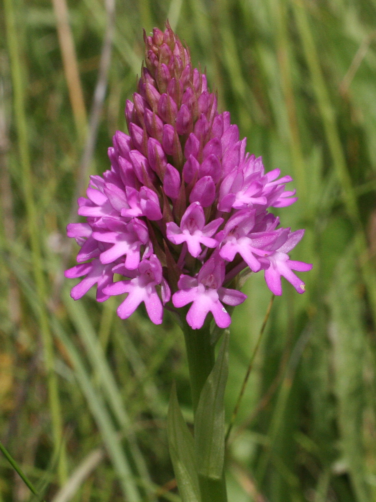 anacamptis_pyramidalis2md