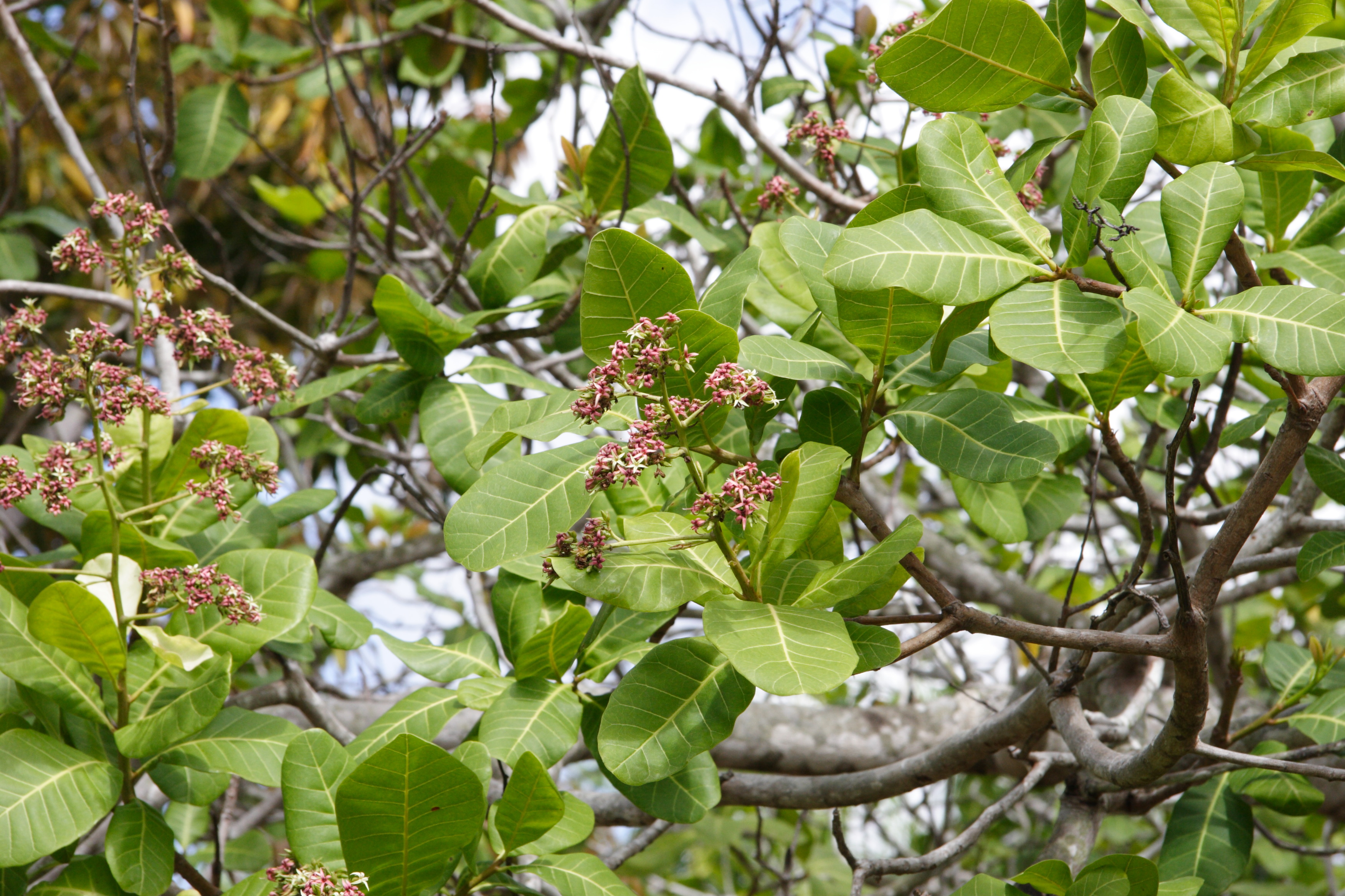 Afficher le média anacardium_occidentale2md anacardium_occidentale2md