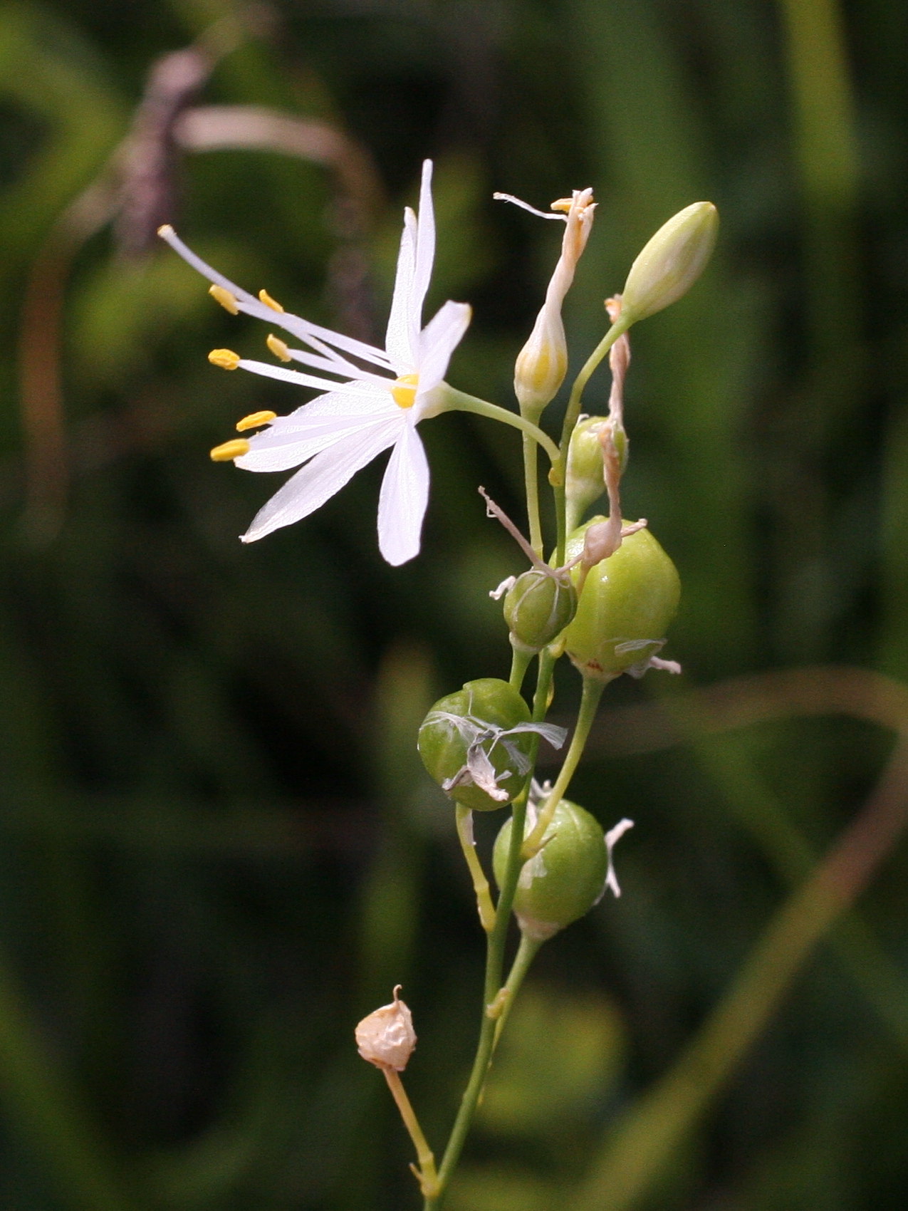 anthericum_ramosum4md