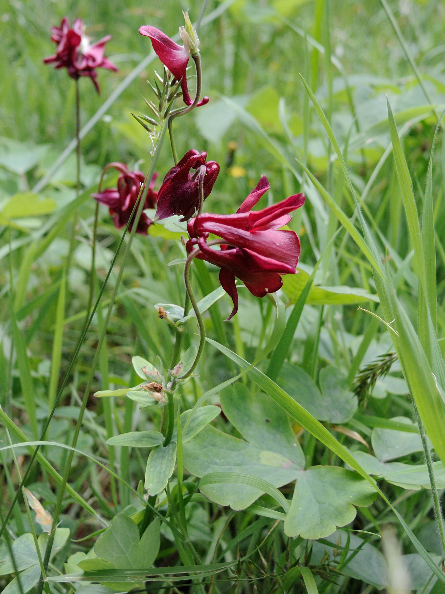 aquilegia_vulgaris7md