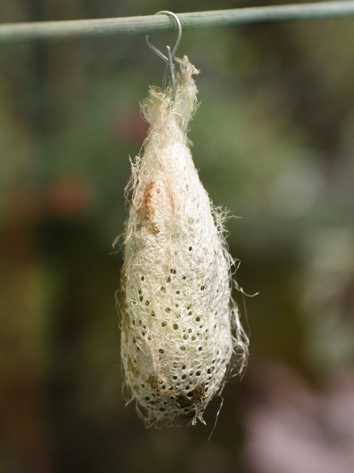 argema_mittrei_nymphe1md