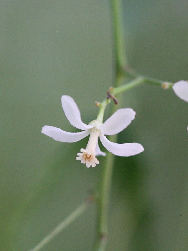 Afficher le média azadirachta_indica1md azadirachta_indica1md