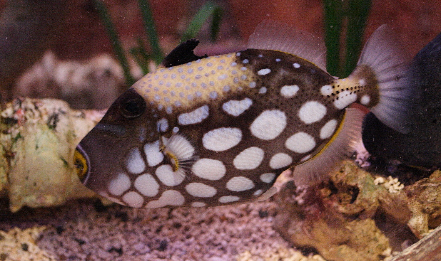 Afficher le média Balistoides_conspicillum Balistoides_conspicillum