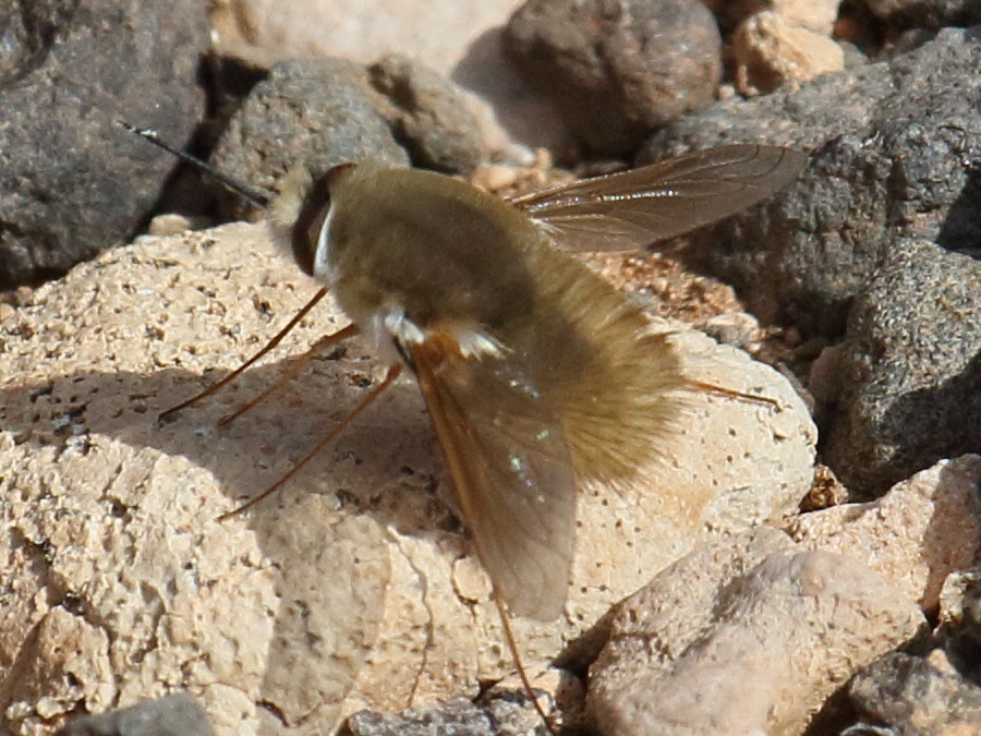 bombylius_pintuarius2bd