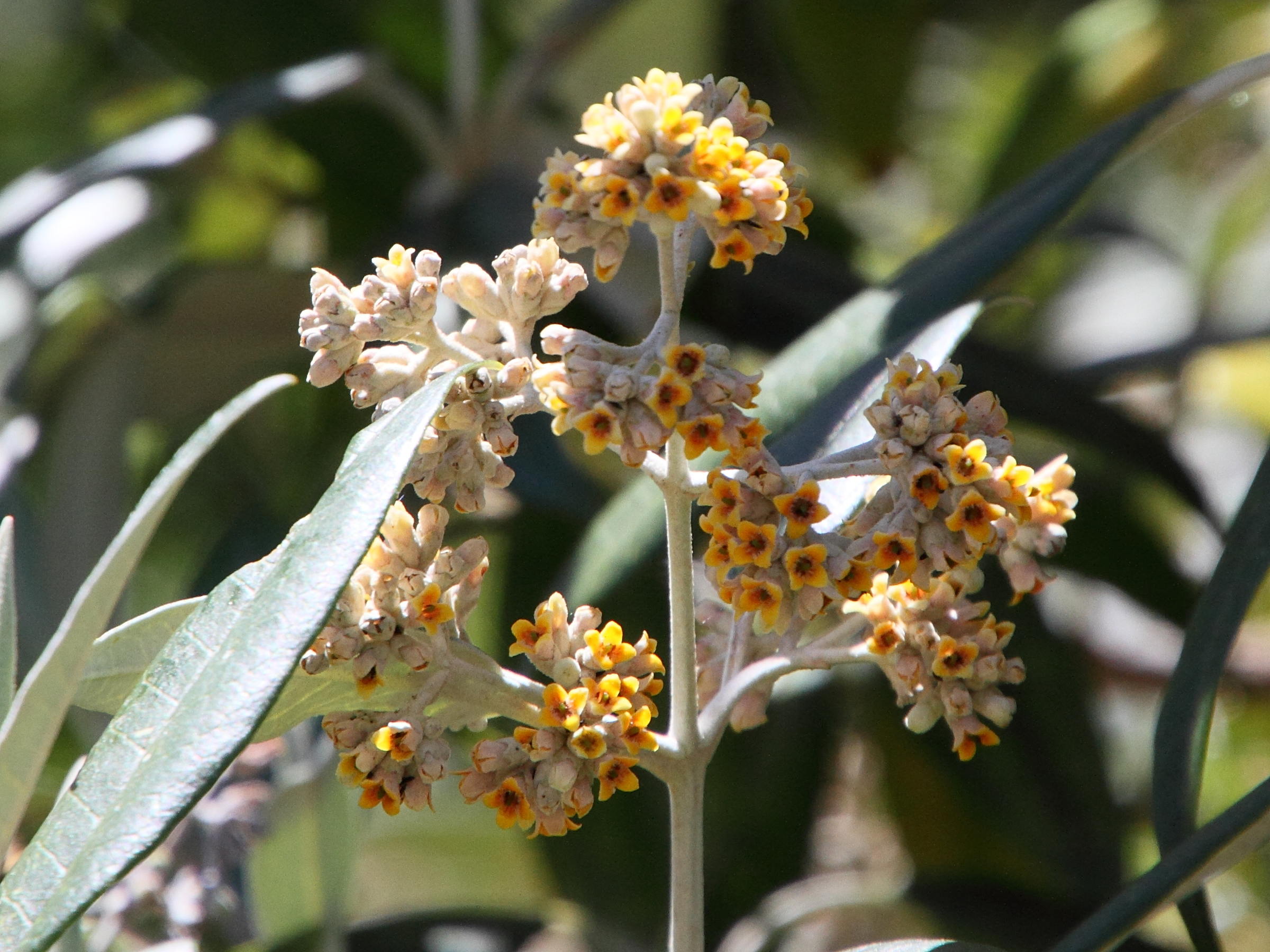 Buddleia_nitida