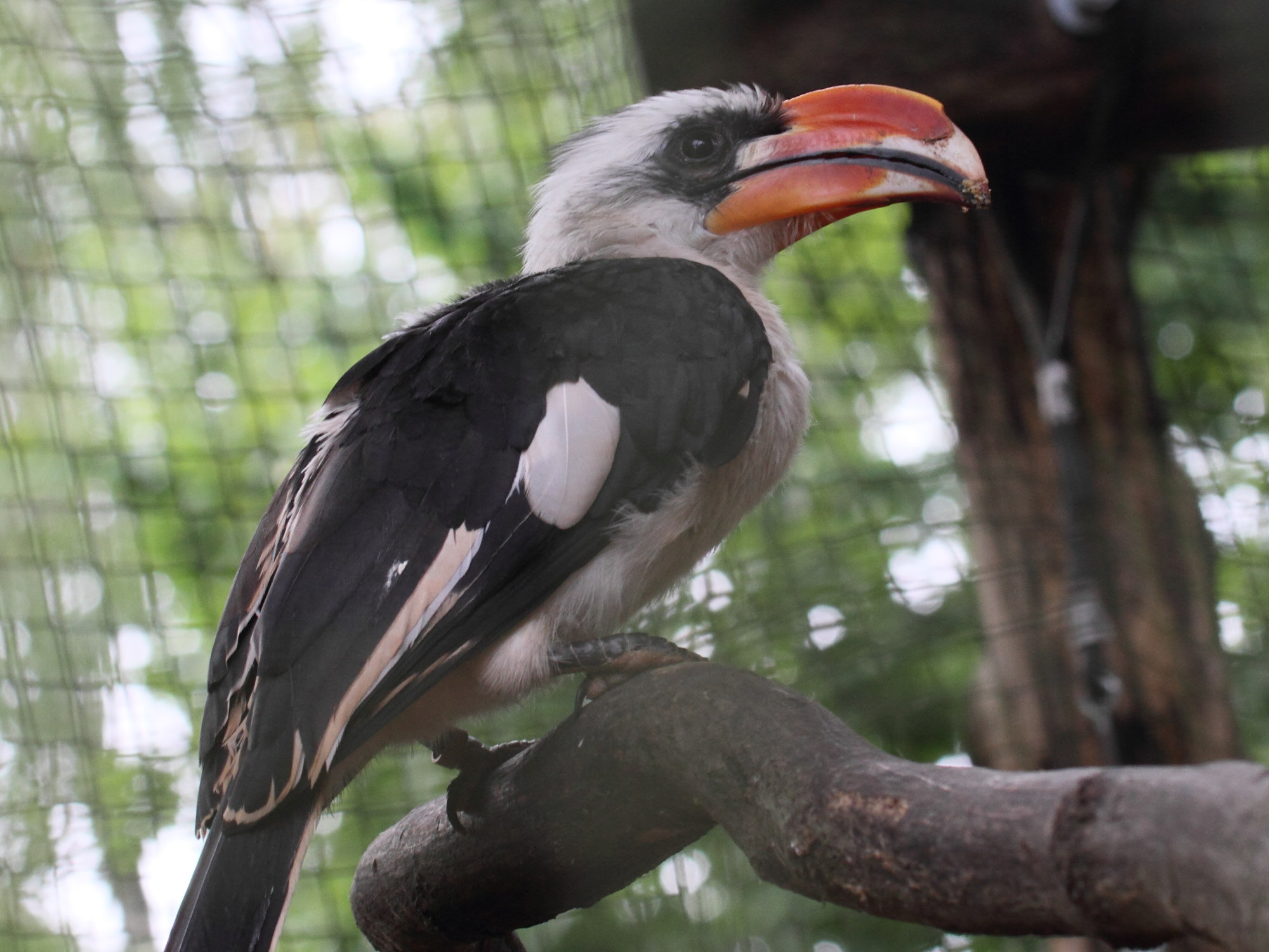 Afficher le média calao_de_decken_-_tockus_deckeni1bd calao_de_decken_-_tockus_deckeni1bd