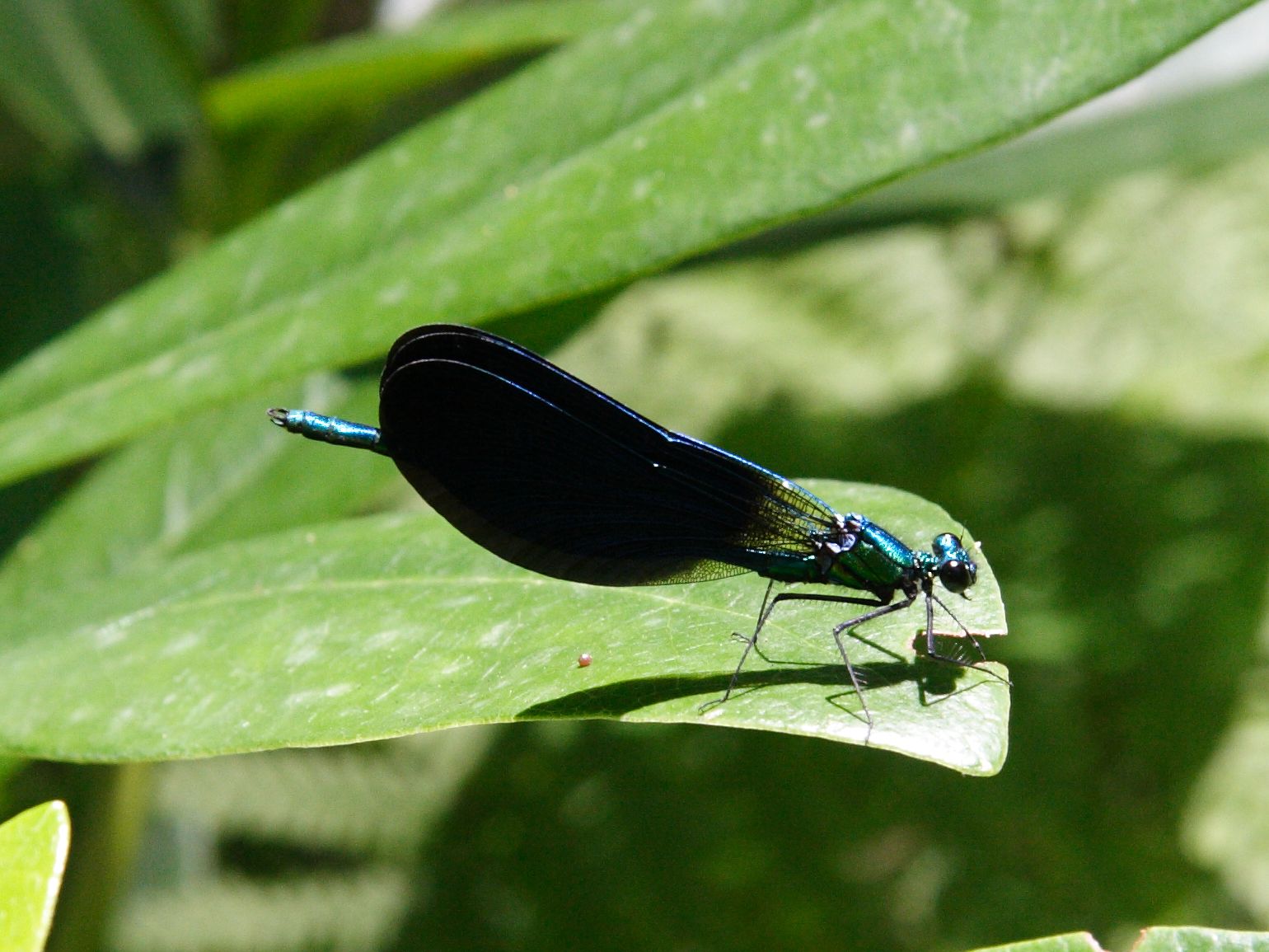 calopteryx_virgo_meridionalis4md