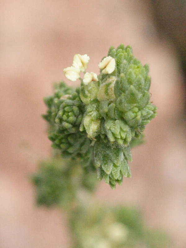 Afficher le média Camphorosma_monspeliaca Camphorosma_monspeliaca