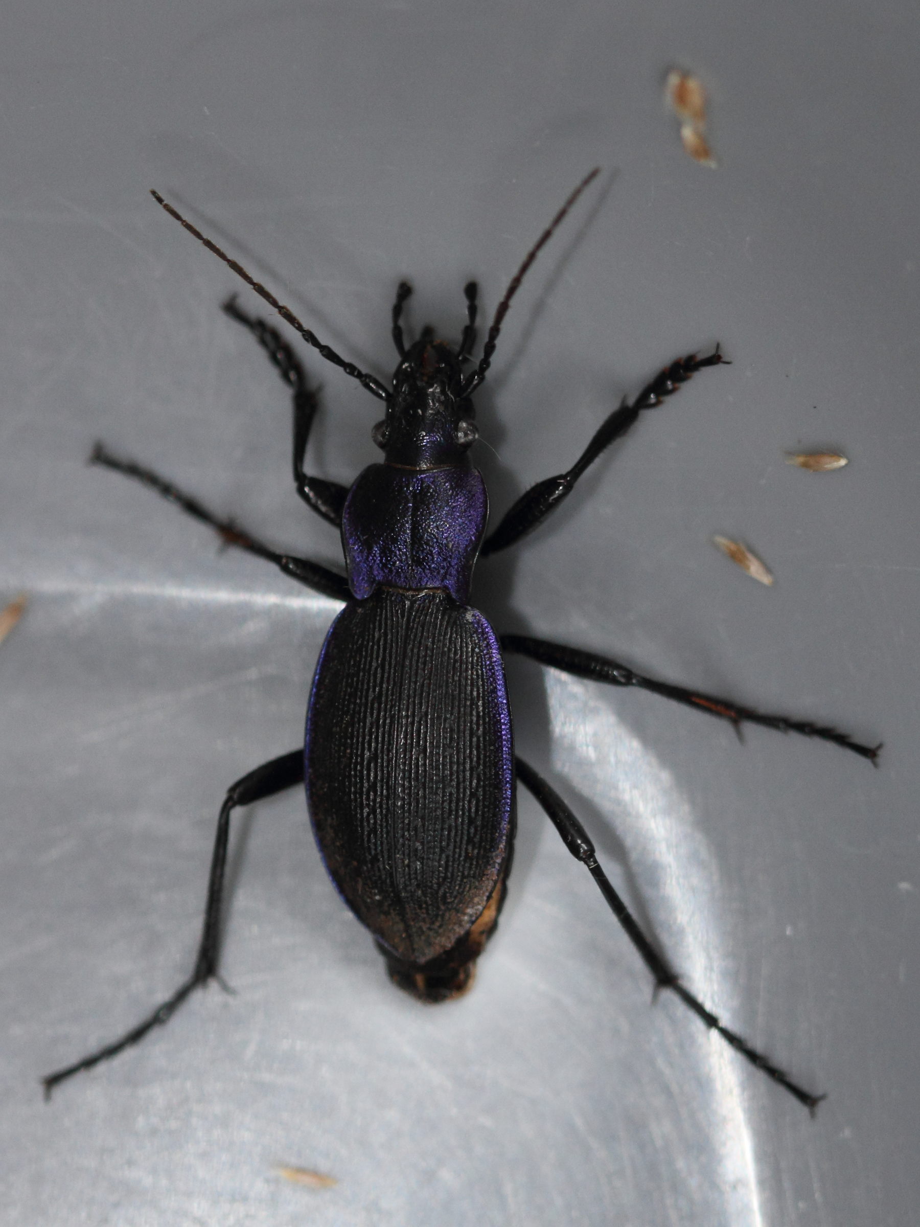 carabus_problematicus5md