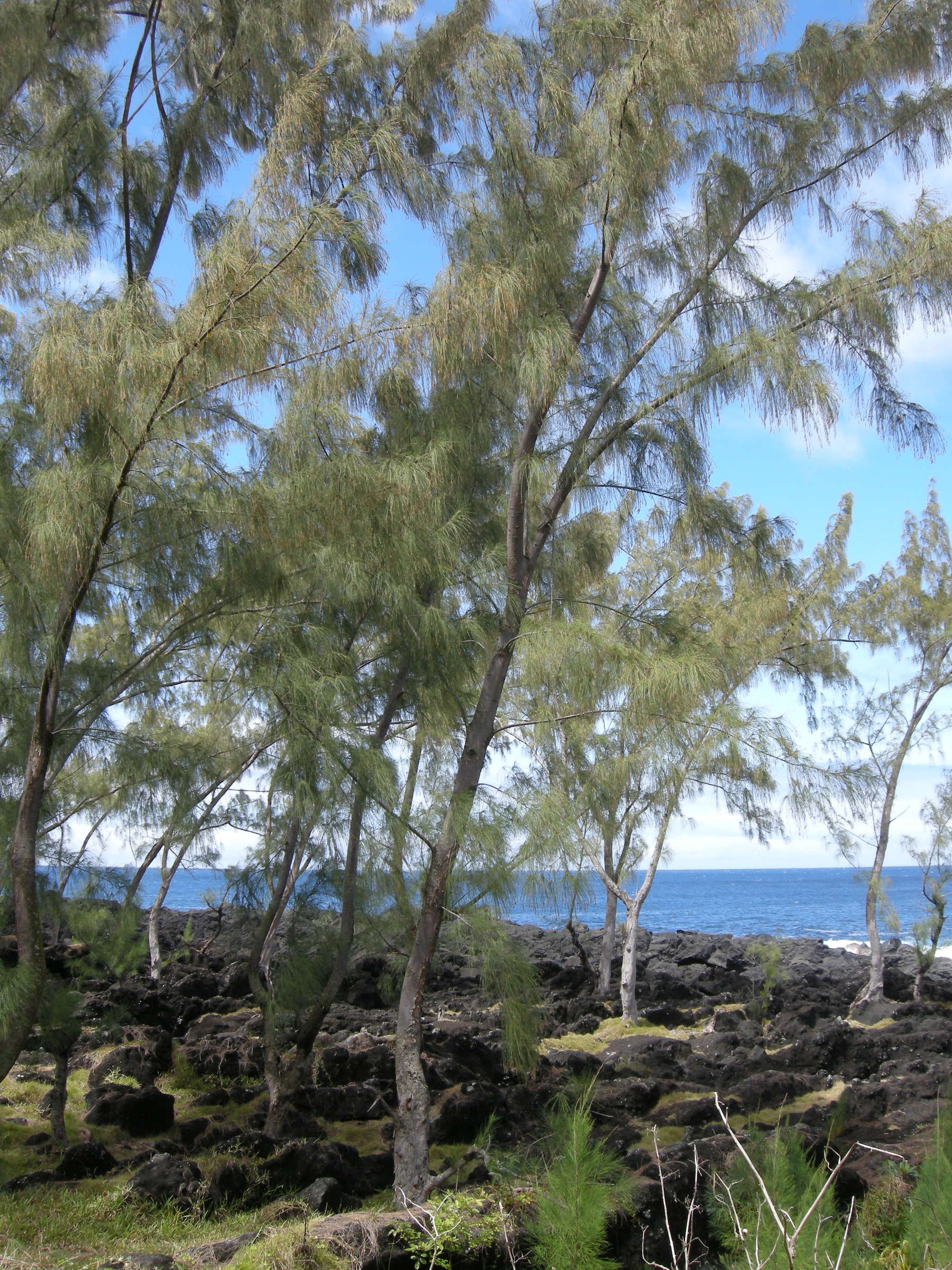 Casuarina_equisetifolia