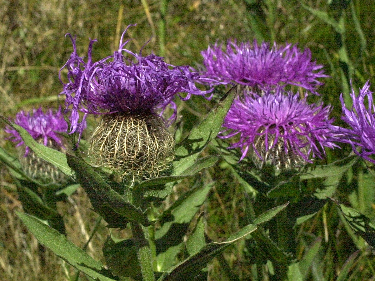 Afficher le média Centaurea_uniflora Centaurea_uniflora