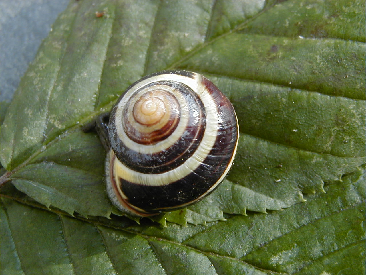 cepaea_nemoralis1amd