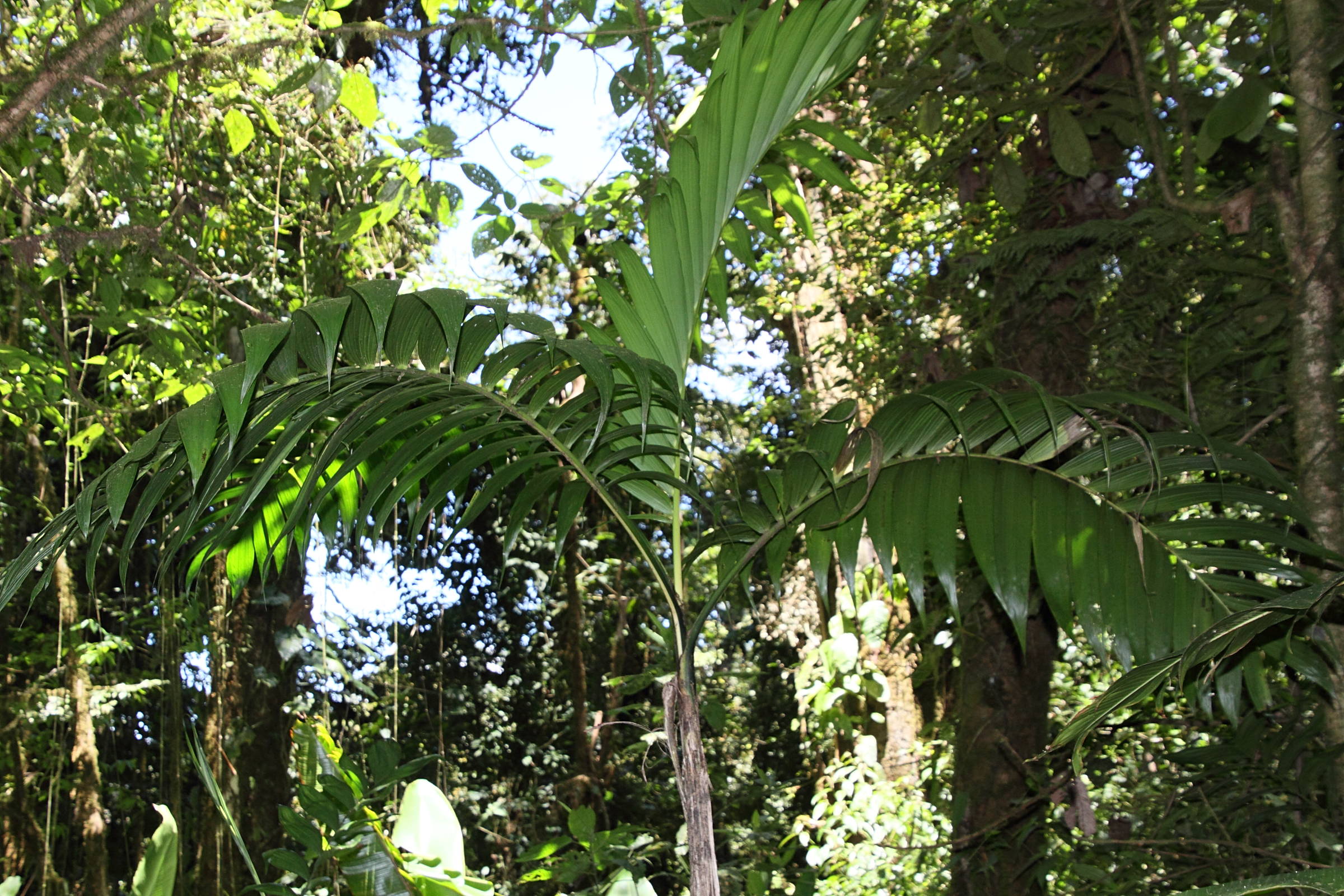 chamaedorea_tepelijote3md