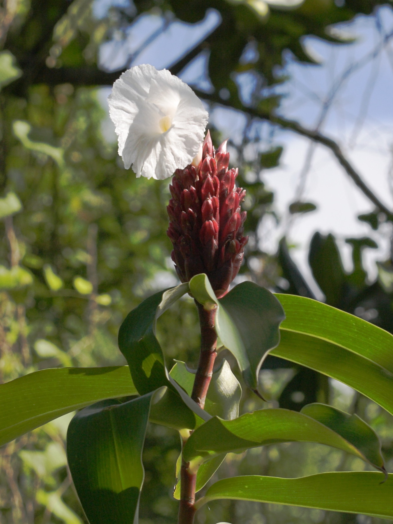 Cheilocostus_speciosus