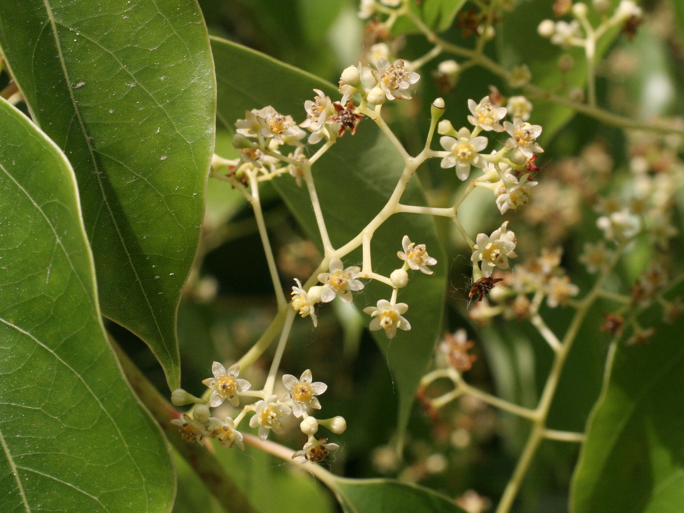 cinnamomum_camphora4md