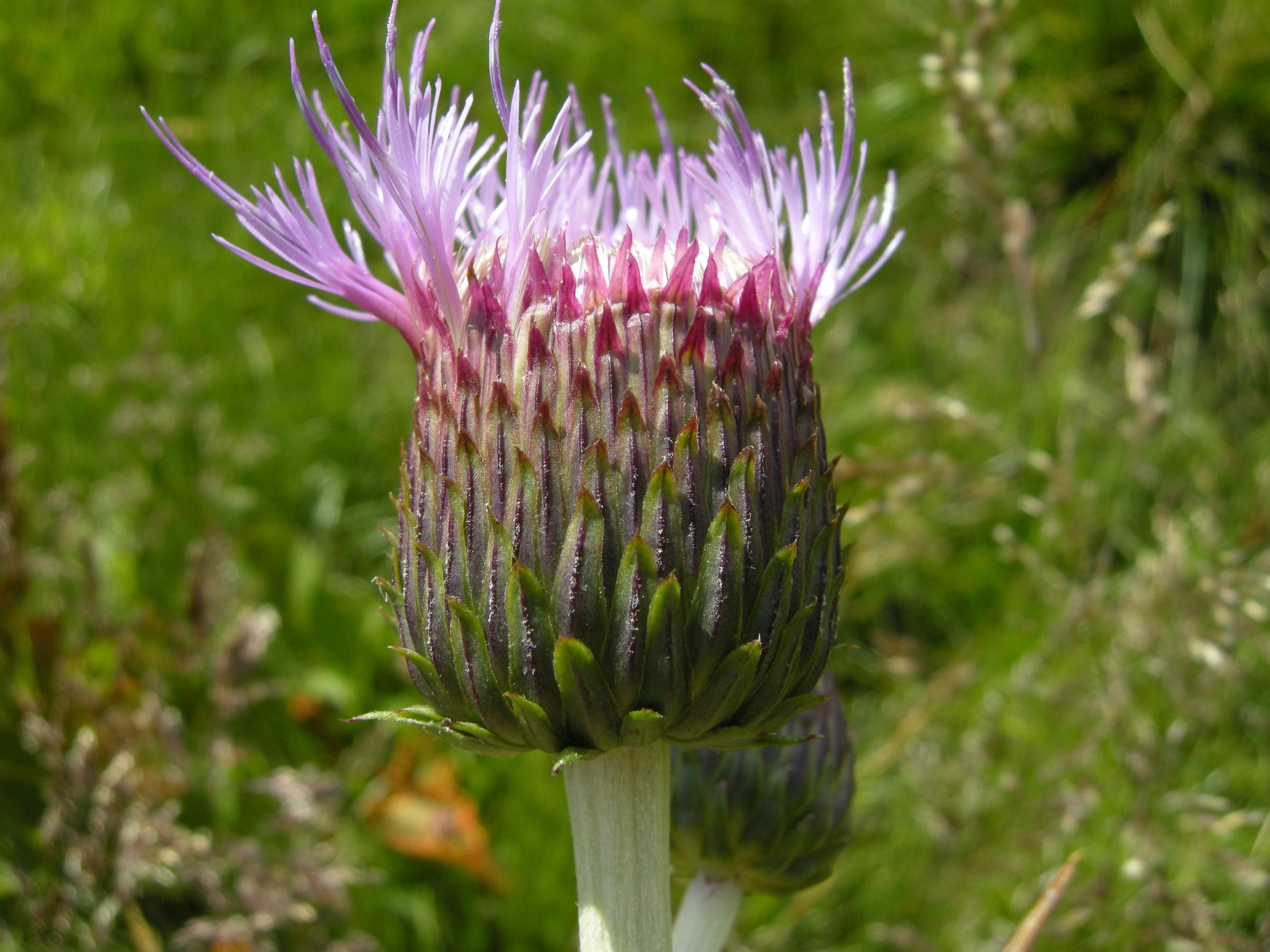 cirsium_heterophyllum7md