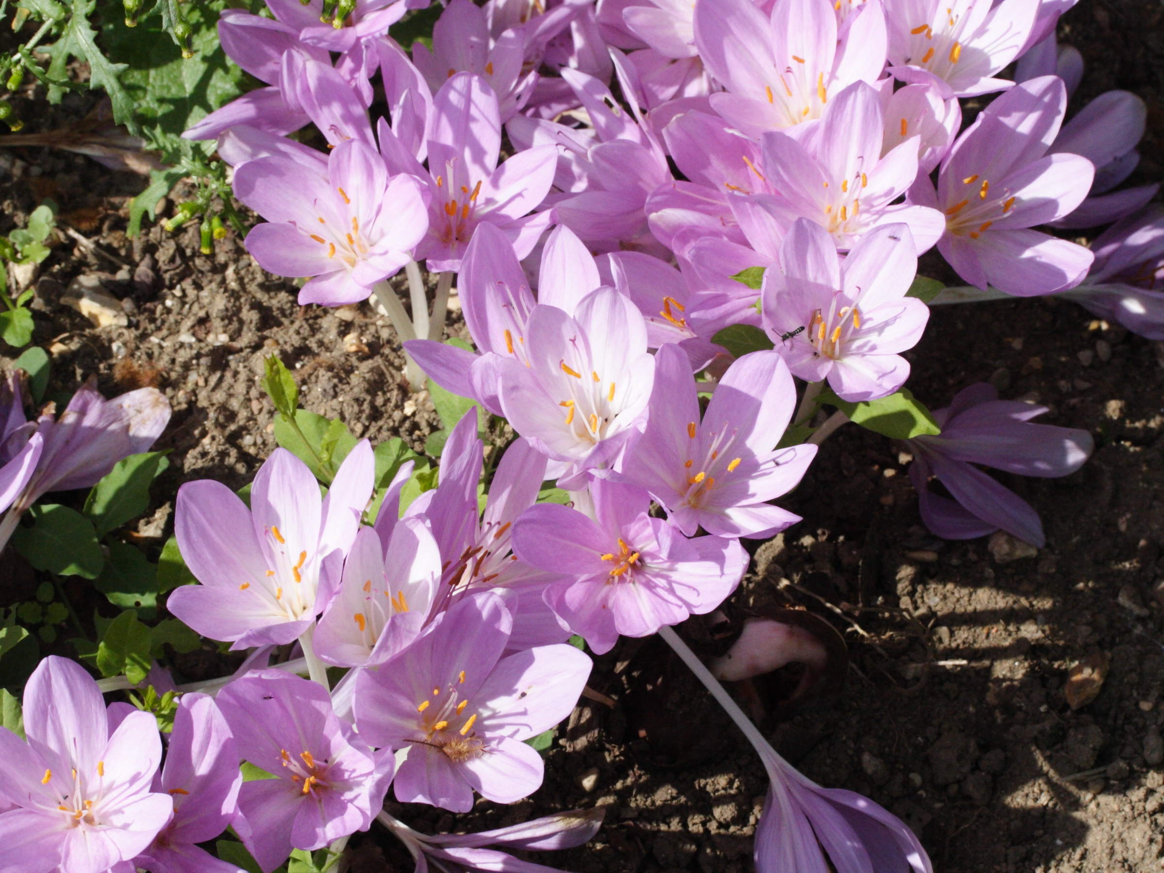 colchicum_byzantinum2md