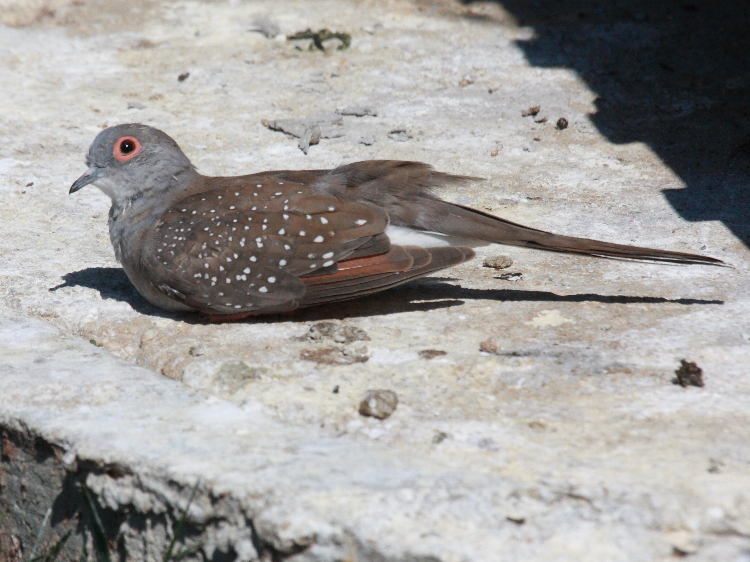 colombe_diamant_-_geopelia_cuneata2bd