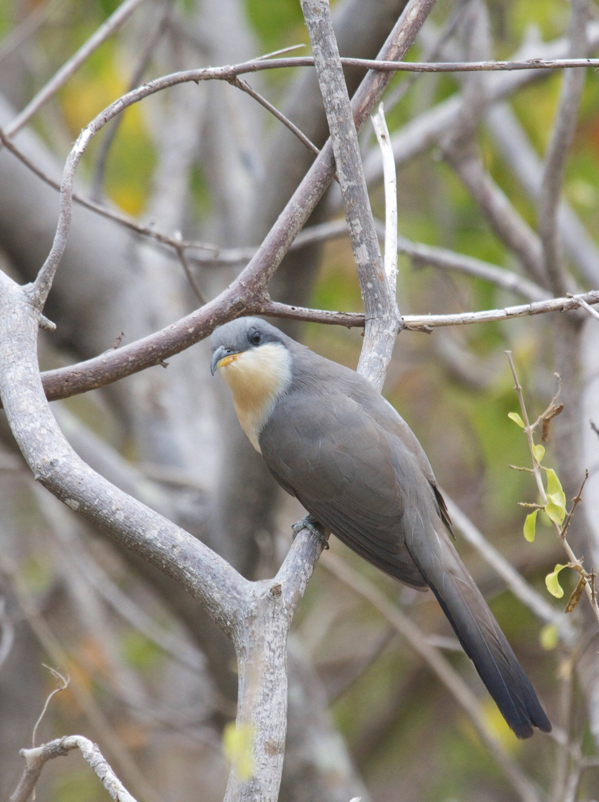 coulicou_manioc_-_coccyzus_minor1bd