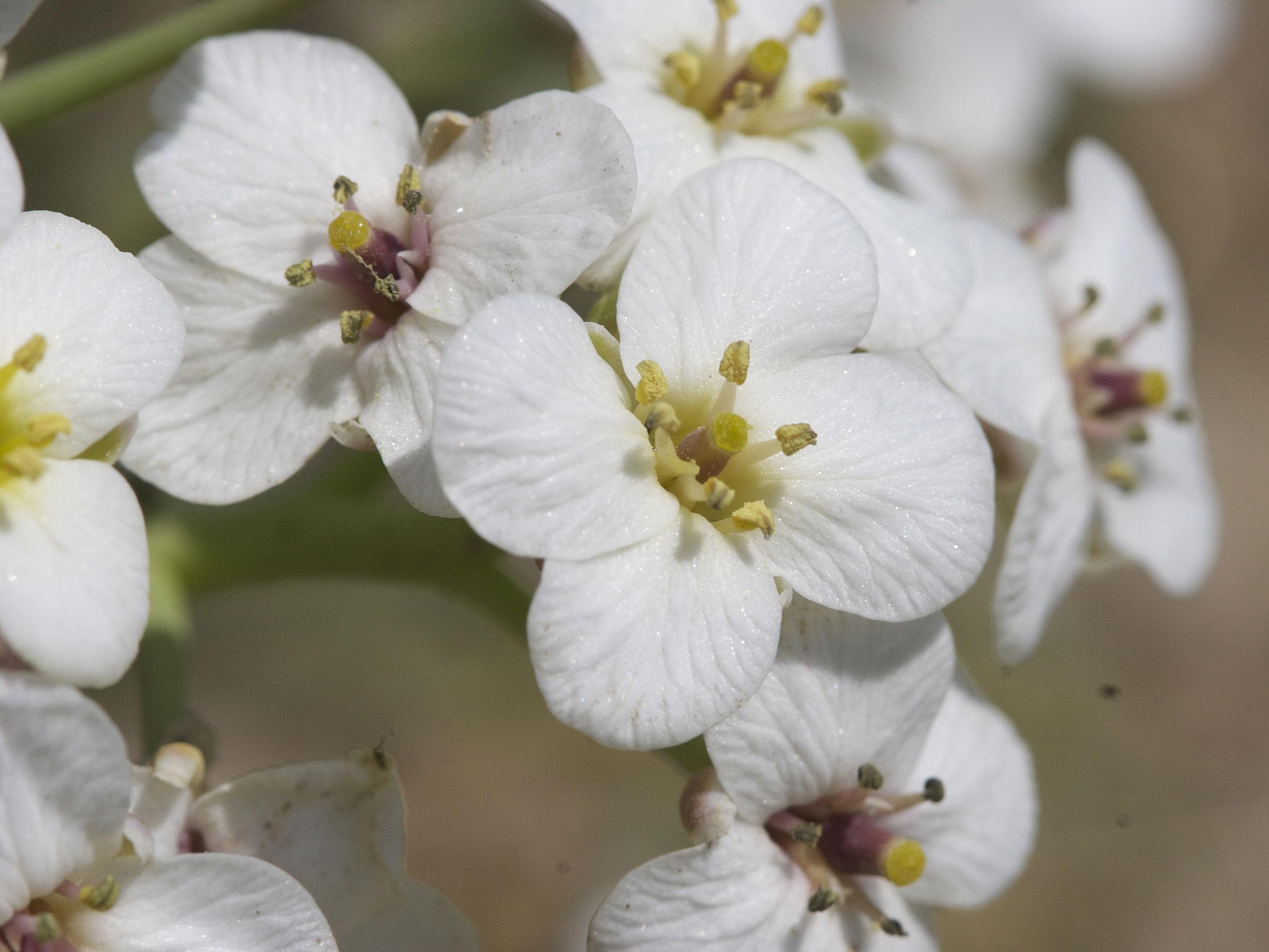 Afficher le média crambe_maritima1cbd crambe_maritima1cbd