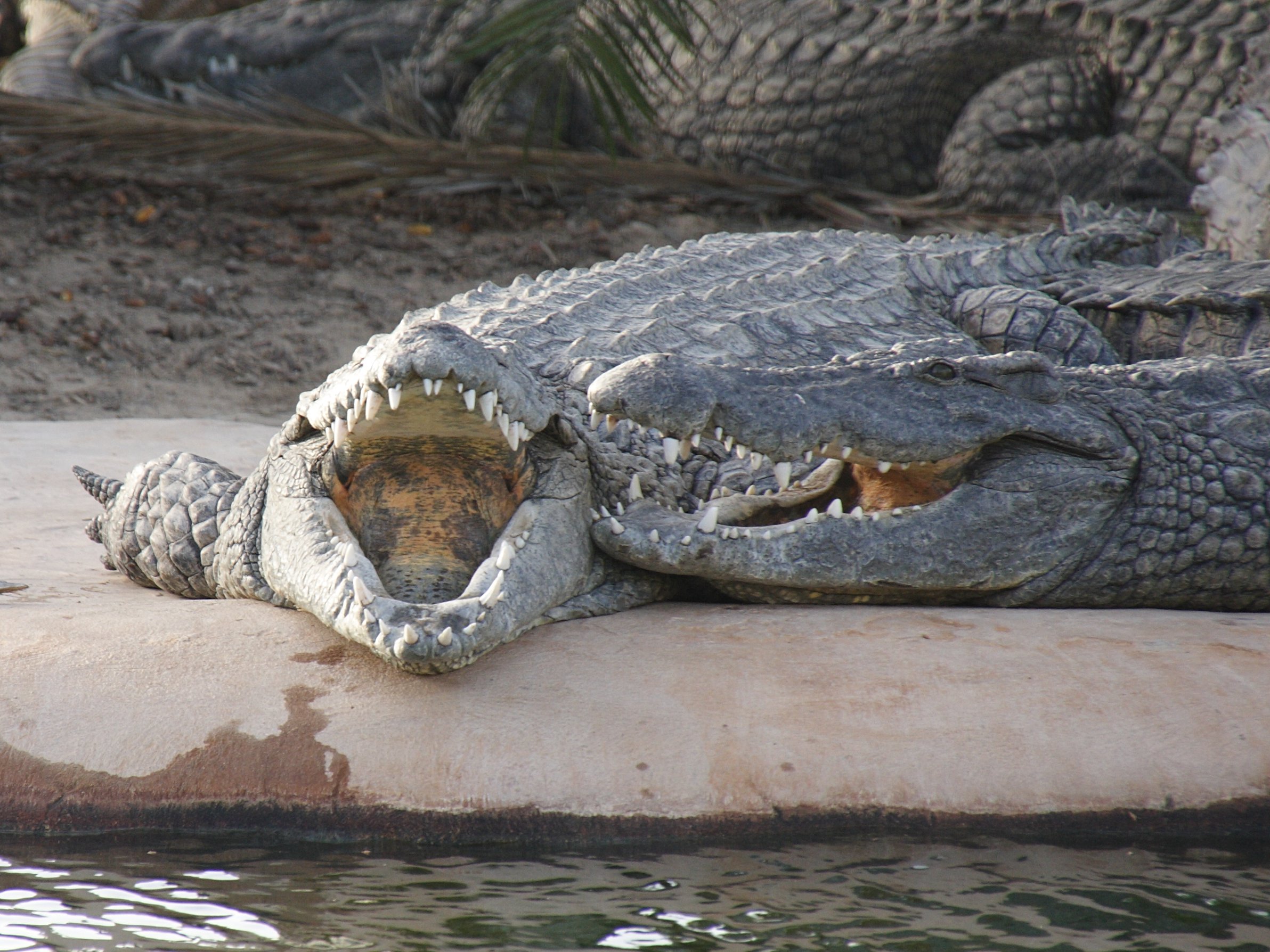 crocodylus_niloticus6bd