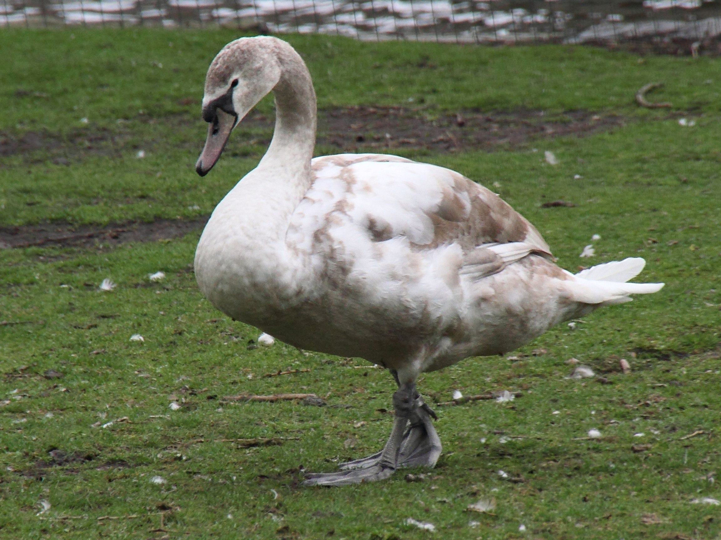 cygne_tubercule_-_cygnus_olor6bd