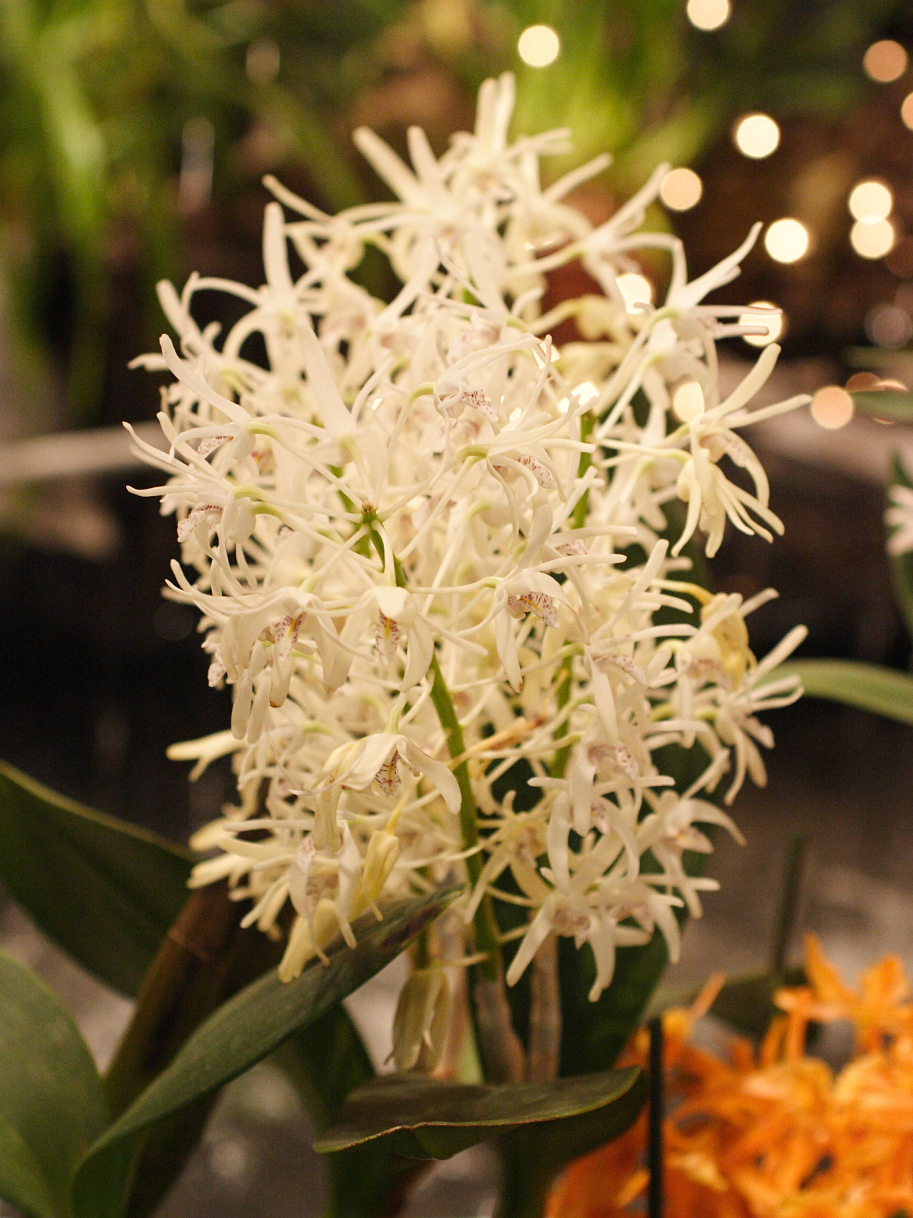 dendrobium_speciosum2md
