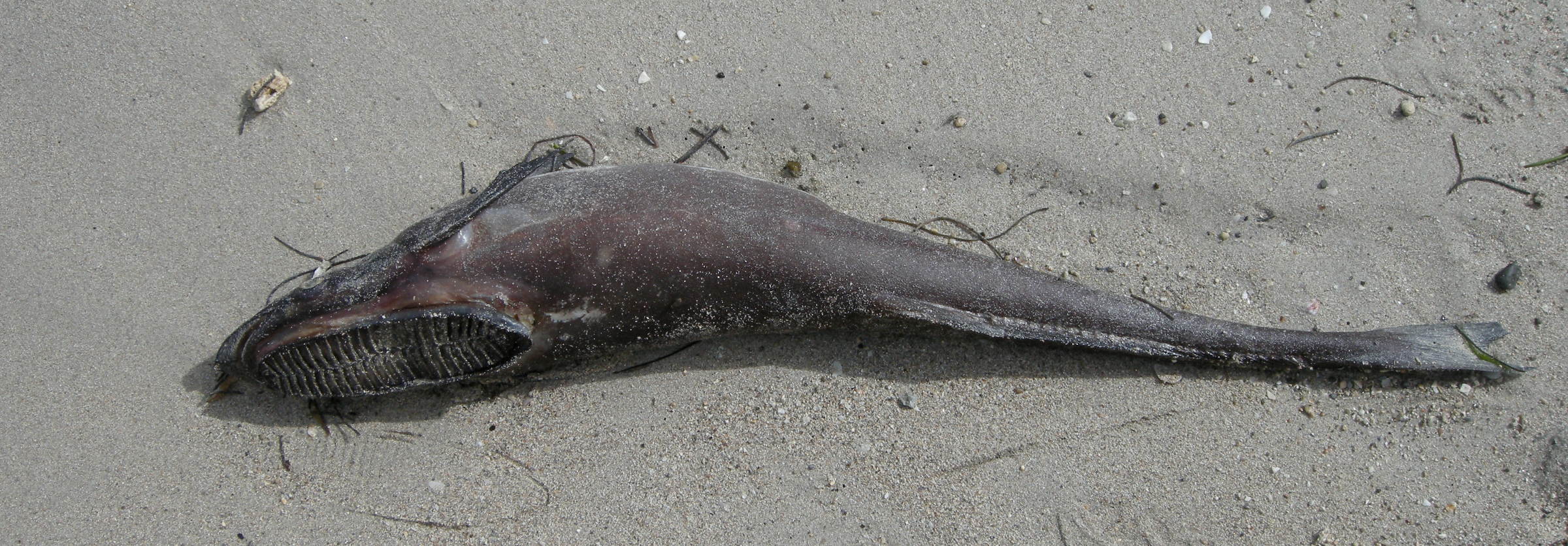 echeneis_naucrates3md