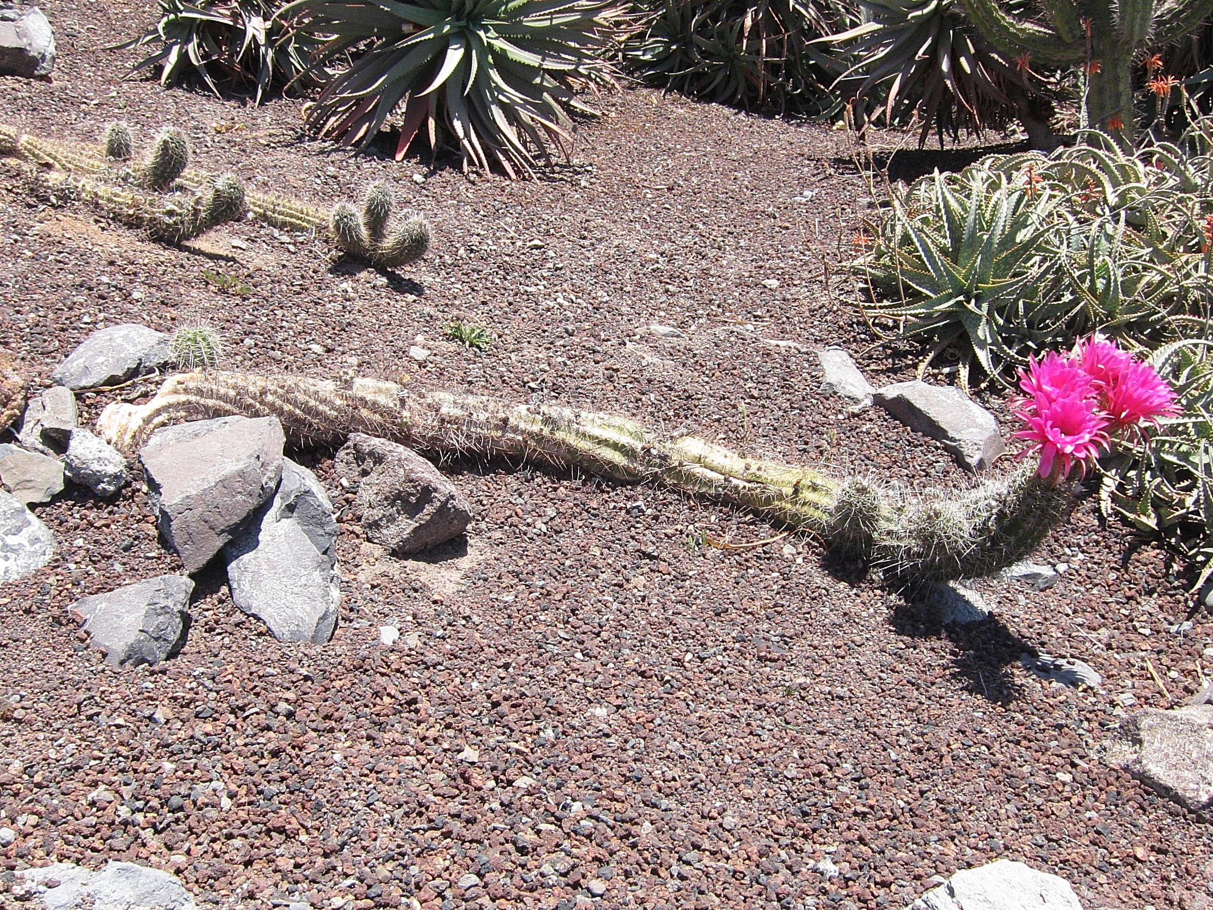 Afficher le média echinopsis_huascha1bd echinopsis_huascha1bd