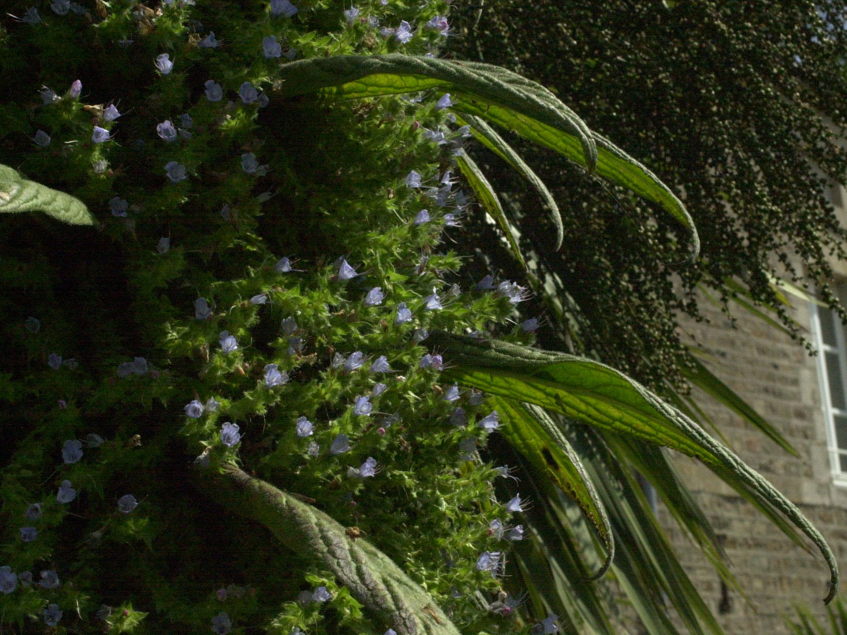 echium_pininana1bmd