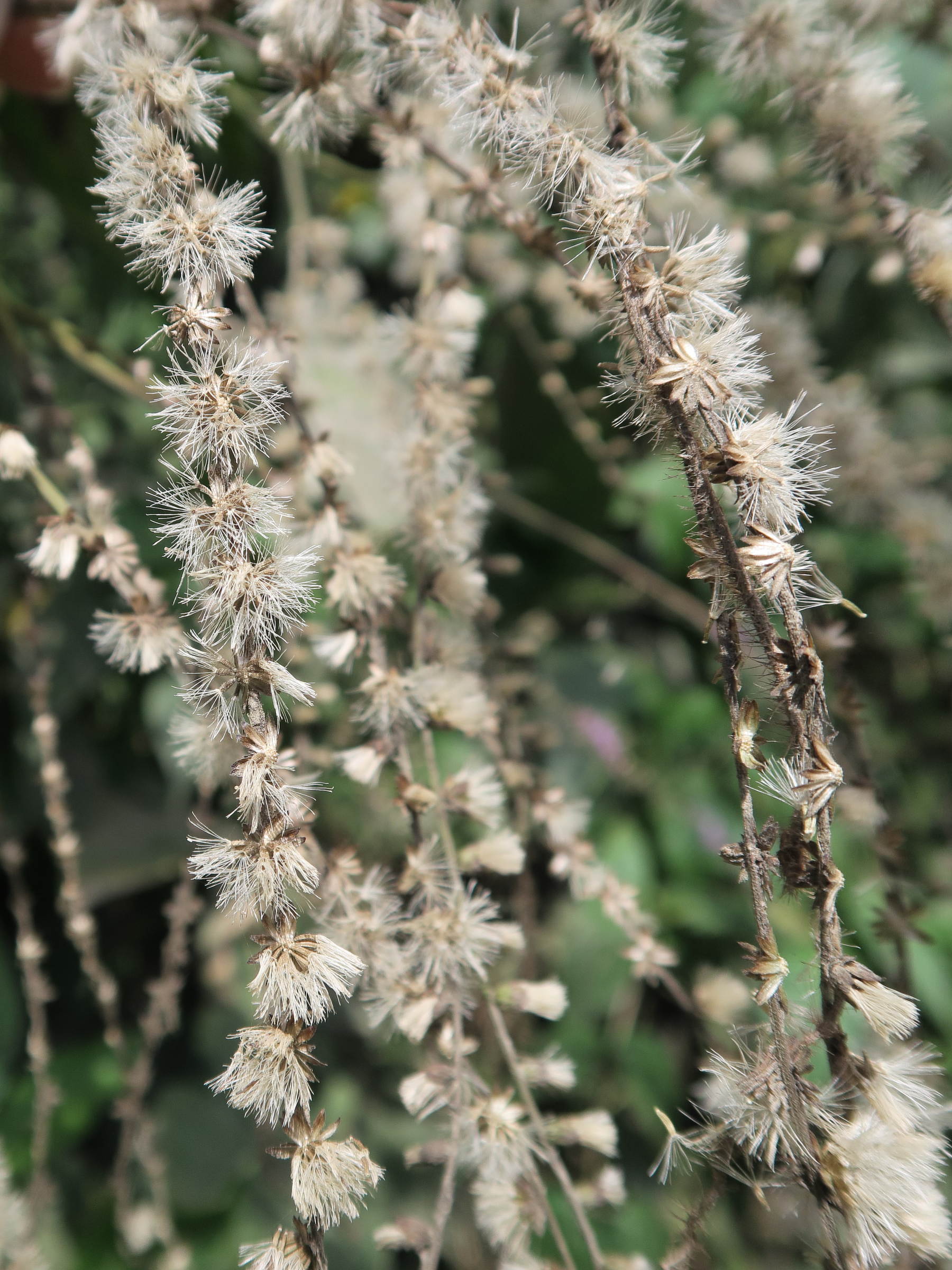 eirmocephala_brachiata4md