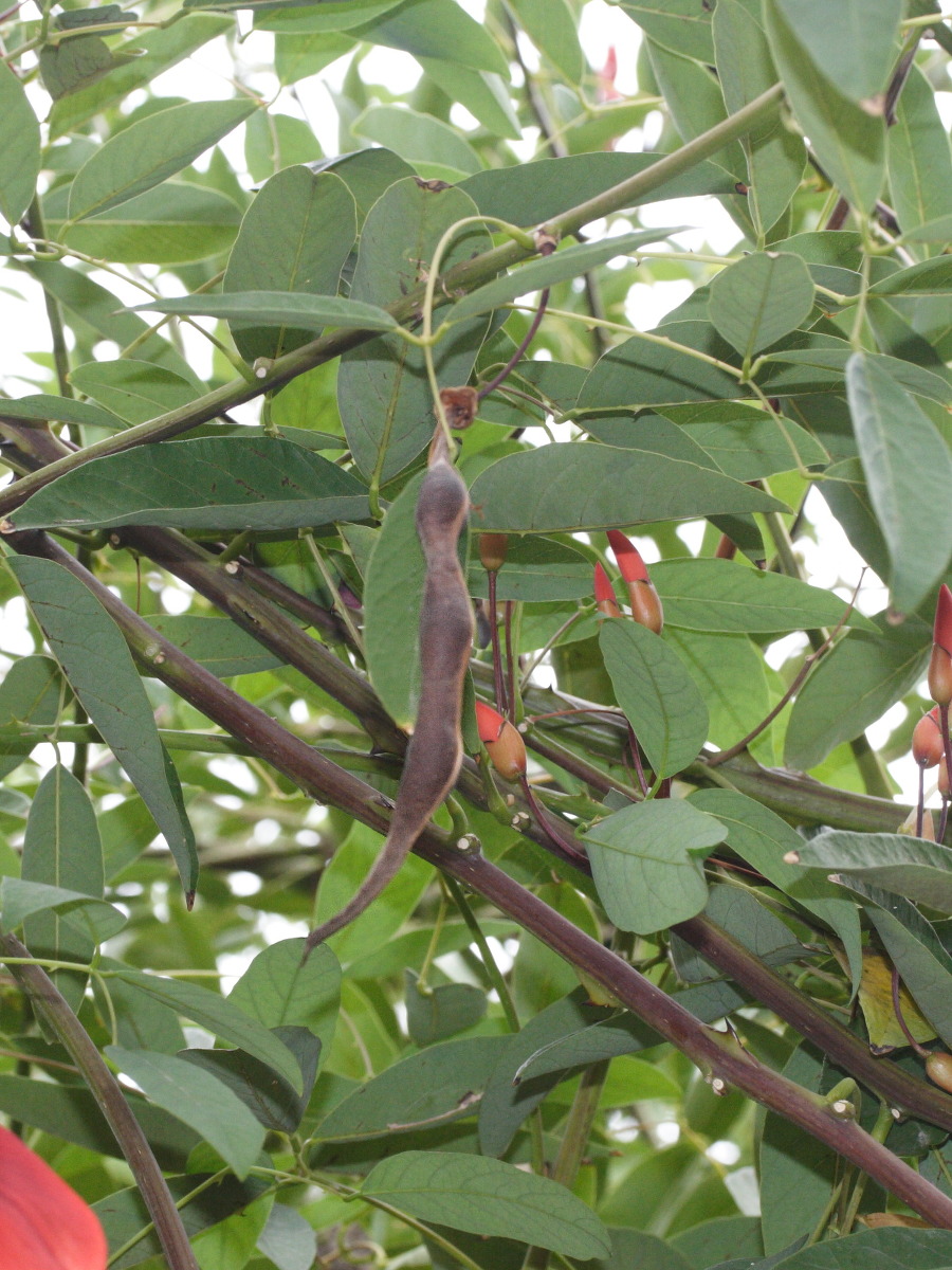 erythrina_crista-galli6md