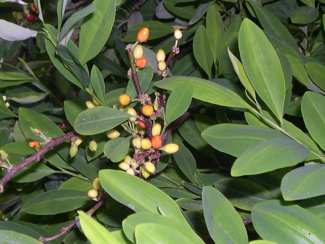erythroxylum_coca2md