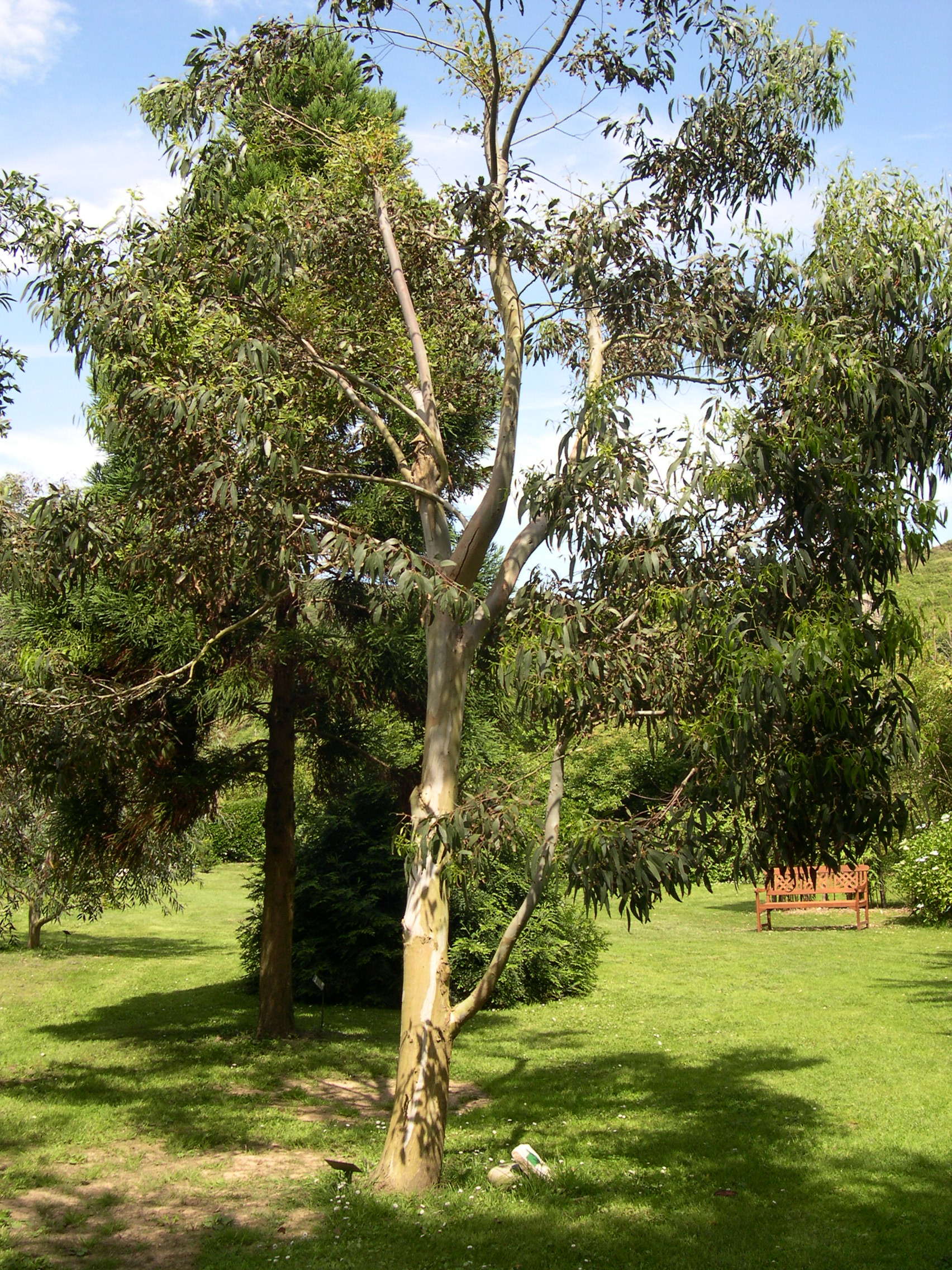 Afficher le média eucalyptus_perriniana1md eucalyptus_perriniana1md