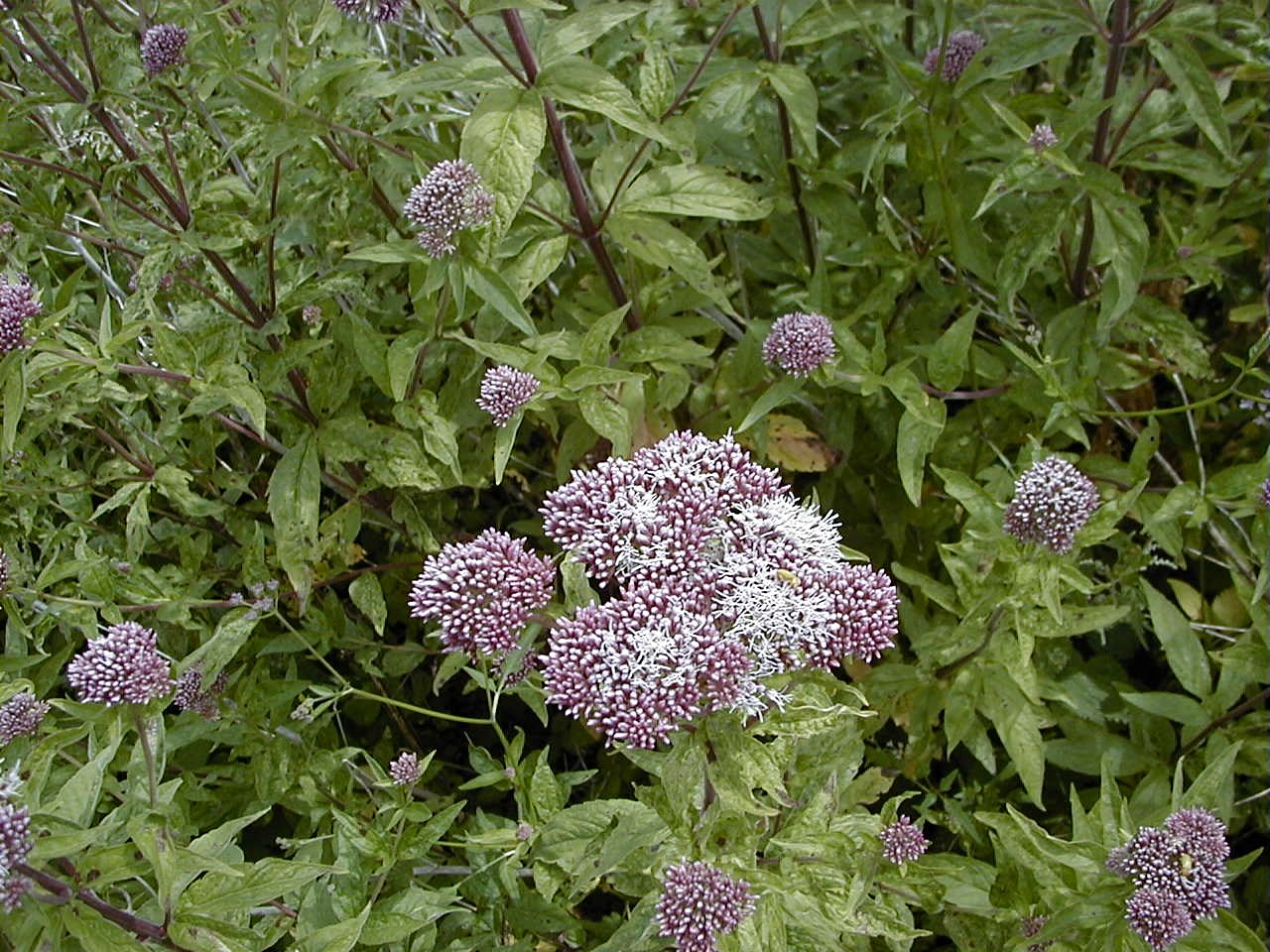 Afficher le média eupatorium_cannabinum2md eupatorium_cannabinum2md