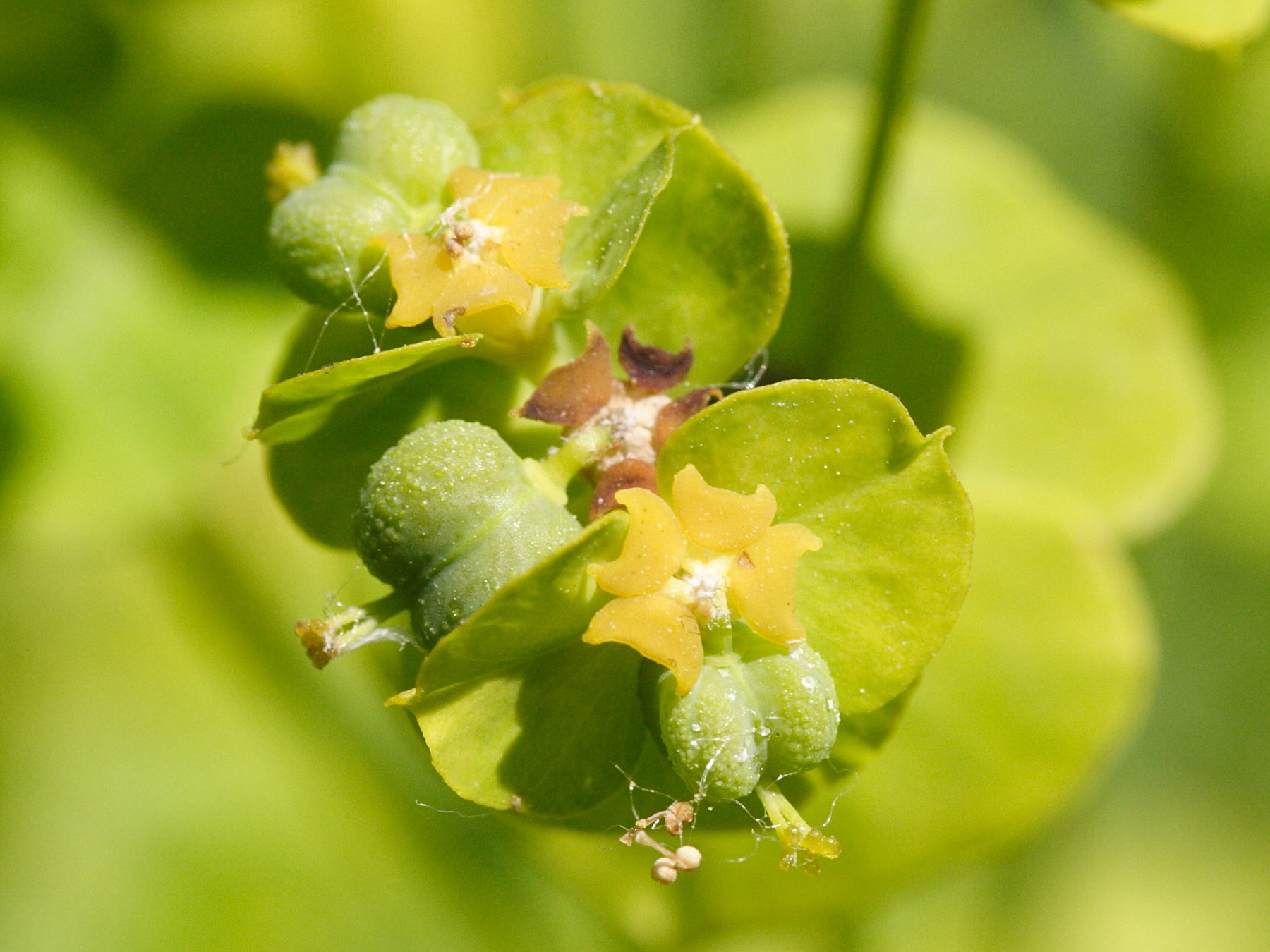 Afficher le média euphorbia_esula4md euphorbia_esula4md